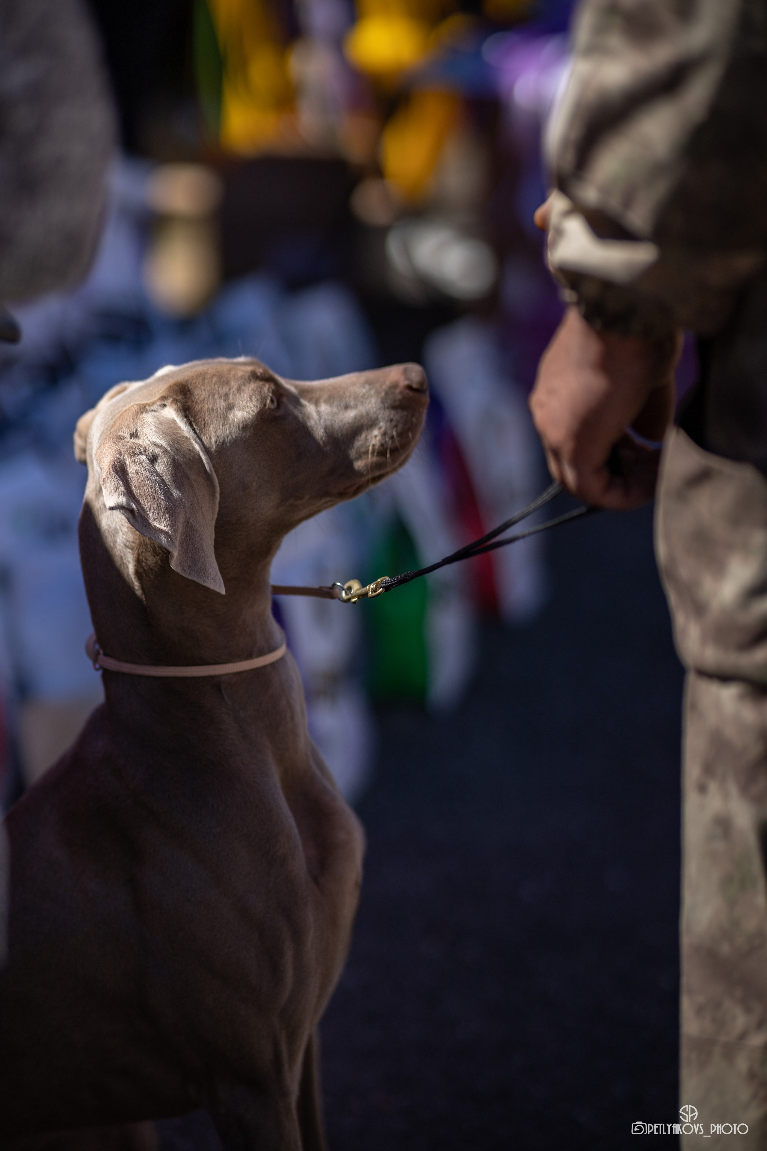 Репортаж с НАЦИОНАЛЬНАЯ ВЫСТАВКА СОБАК РАНГА САС — ЧФ. Фотограф, видеограф Пятигорск, Ставрополь, Ессентуки, Petlyakovs_photo