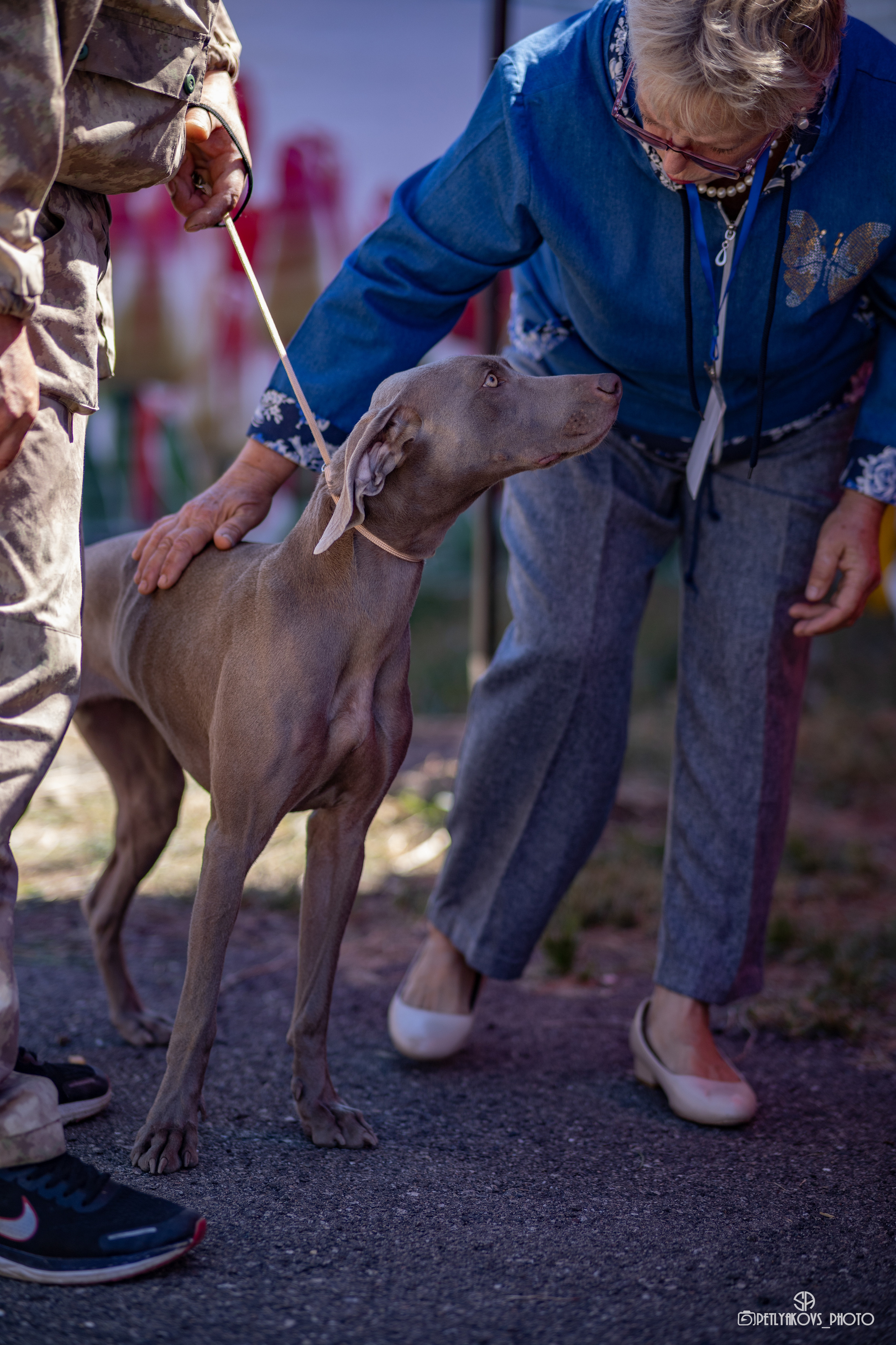 Репортаж с НАЦИОНАЛЬНАЯ ВЫСТАВКА СОБАК РАНГА САС — ЧФ. Фотограф, видеограф Пятигорск, Ставрополь, Ессентуки, Petlyakovs_photo