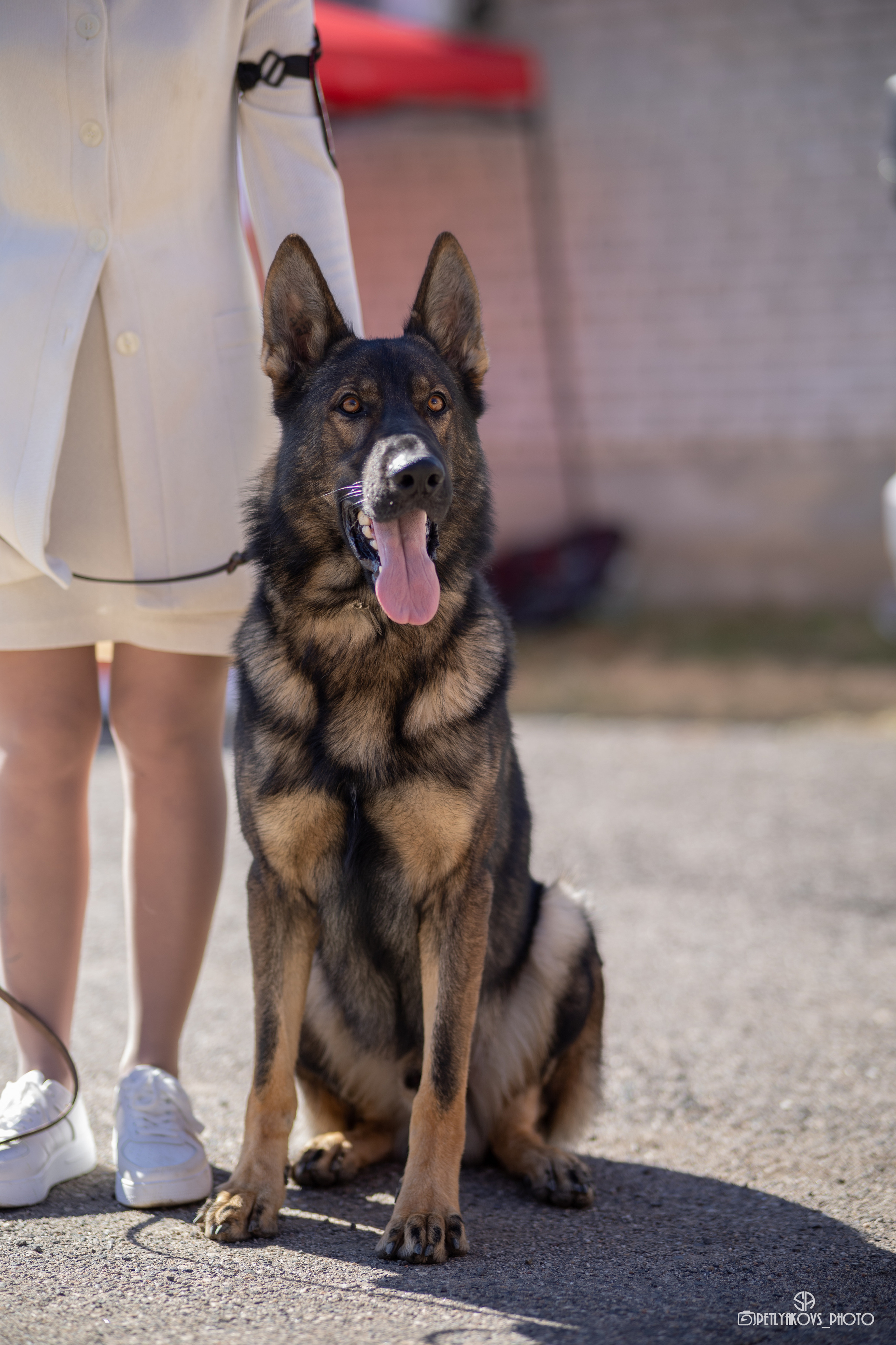 Репортаж с НАЦИОНАЛЬНАЯ ВЫСТАВКА СОБАК РАНГА САС — ЧФ. Фотограф, видеограф Пятигорск, Ставрополь, Ессентуки, Petlyakovs_photo