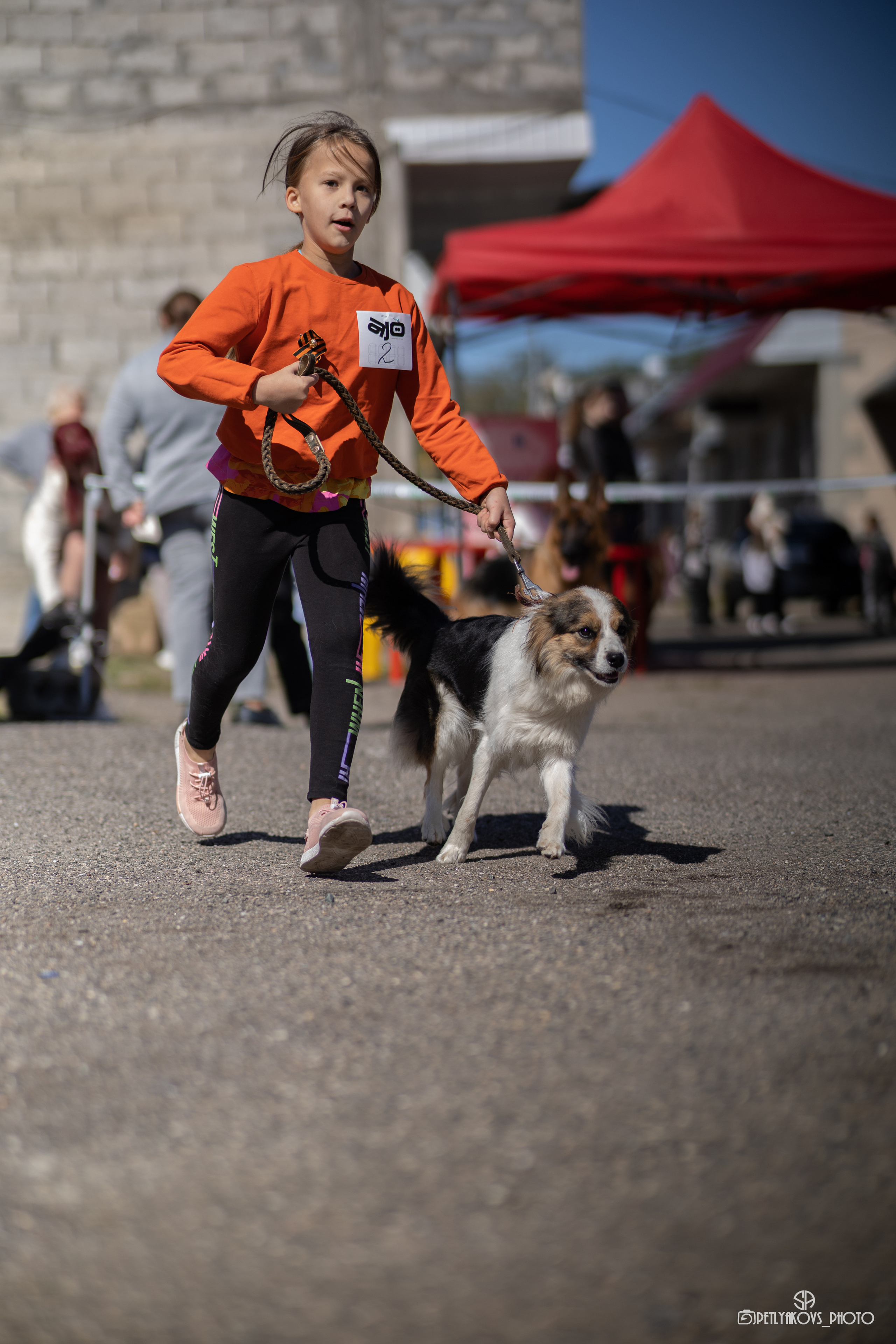 Репортаж с НАЦИОНАЛЬНАЯ ВЫСТАВКА СОБАК РАНГА САС — ЧФ. Фотограф, видеограф Пятигорск, Ставрополь, Ессентуки, Petlyakovs_photo