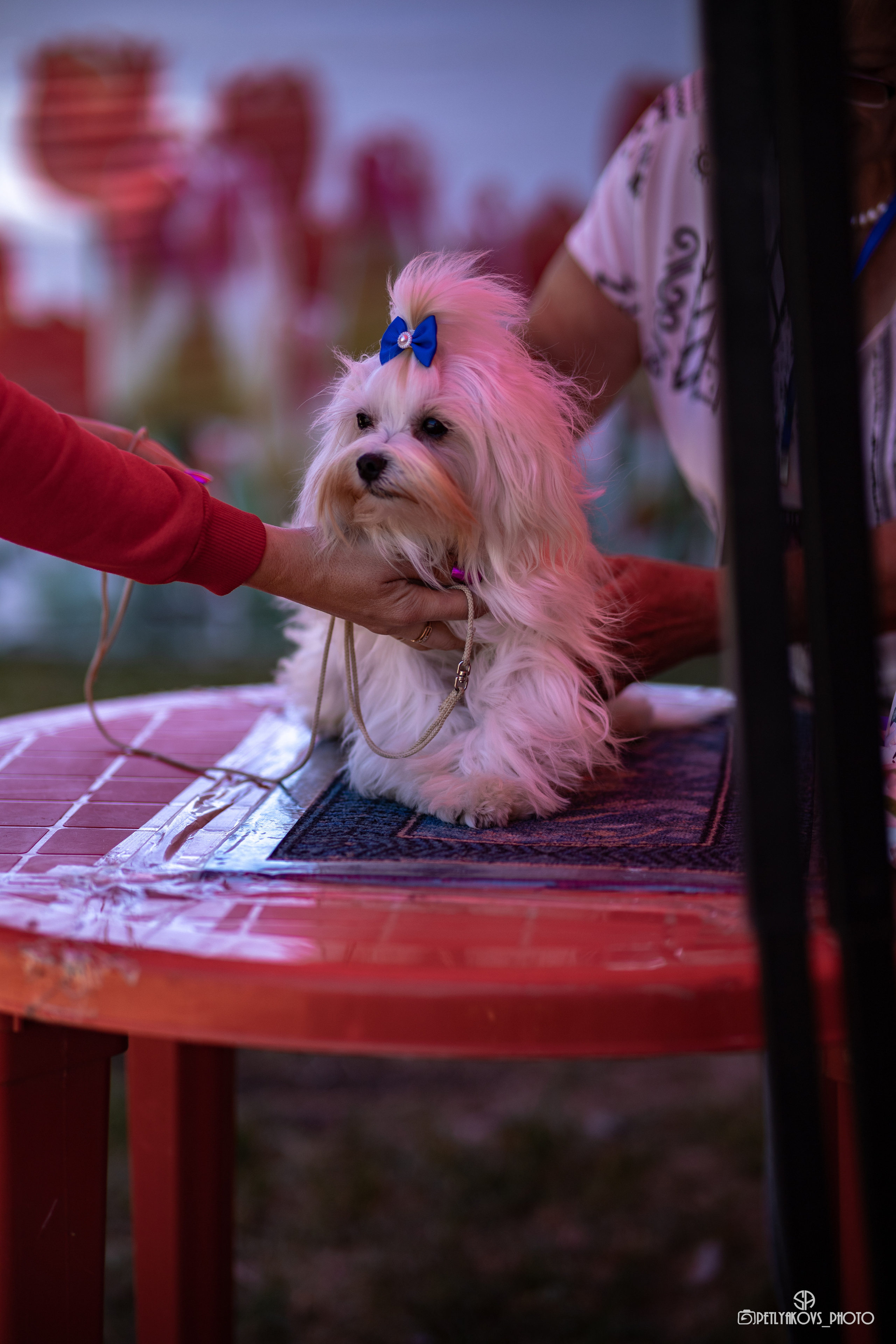 Репортаж с НАЦИОНАЛЬНАЯ ВЫСТАВКА СОБАК РАНГА САС — ЧФ. Фотограф, видеограф Пятигорск, Ставрополь, Ессентуки, Petlyakovs_photo
