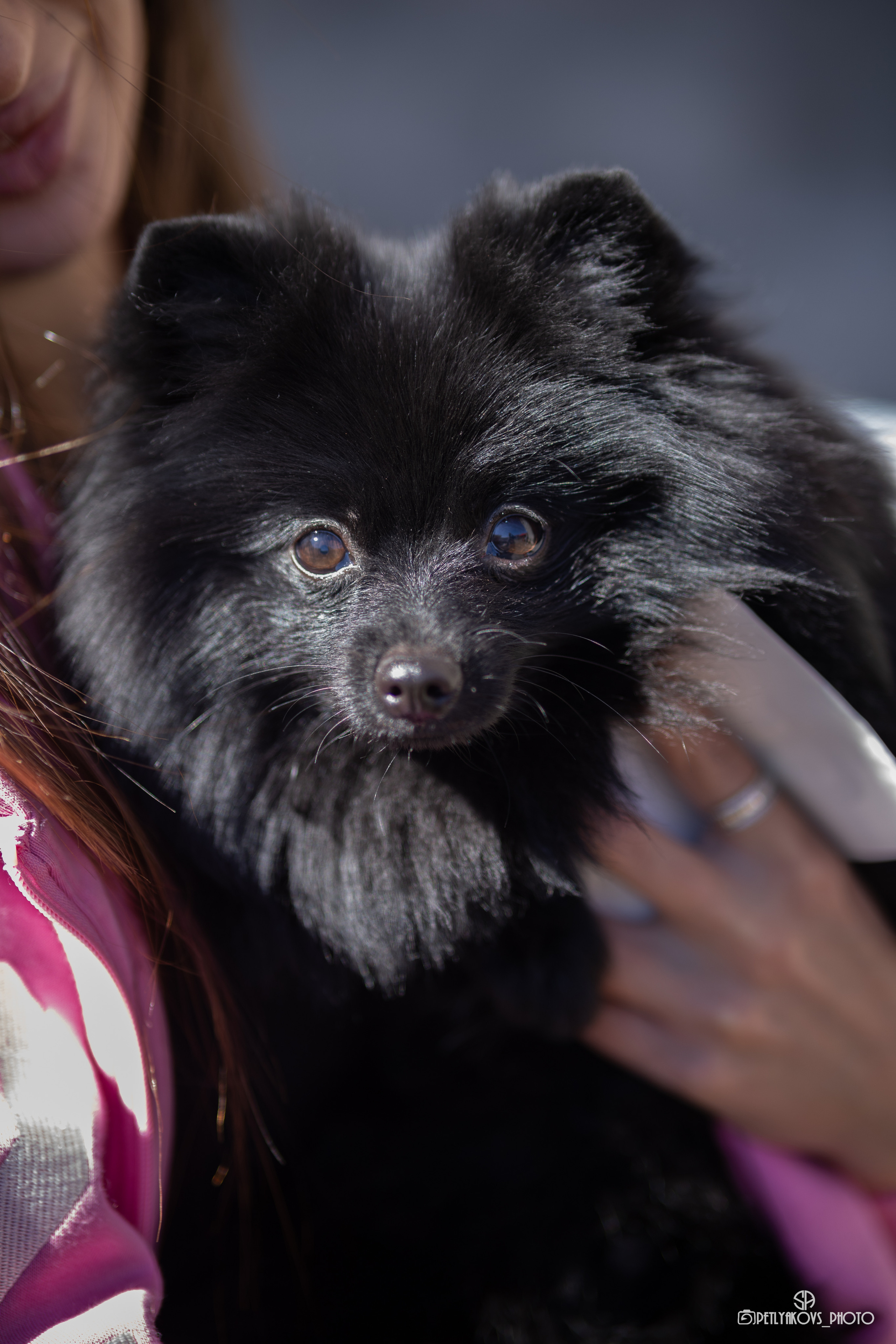 Репортаж с НАЦИОНАЛЬНАЯ ВЫСТАВКА СОБАК РАНГА САС — ЧФ. Фотограф, видеограф Пятигорск, Ставрополь, Ессентуки, Petlyakovs_photo