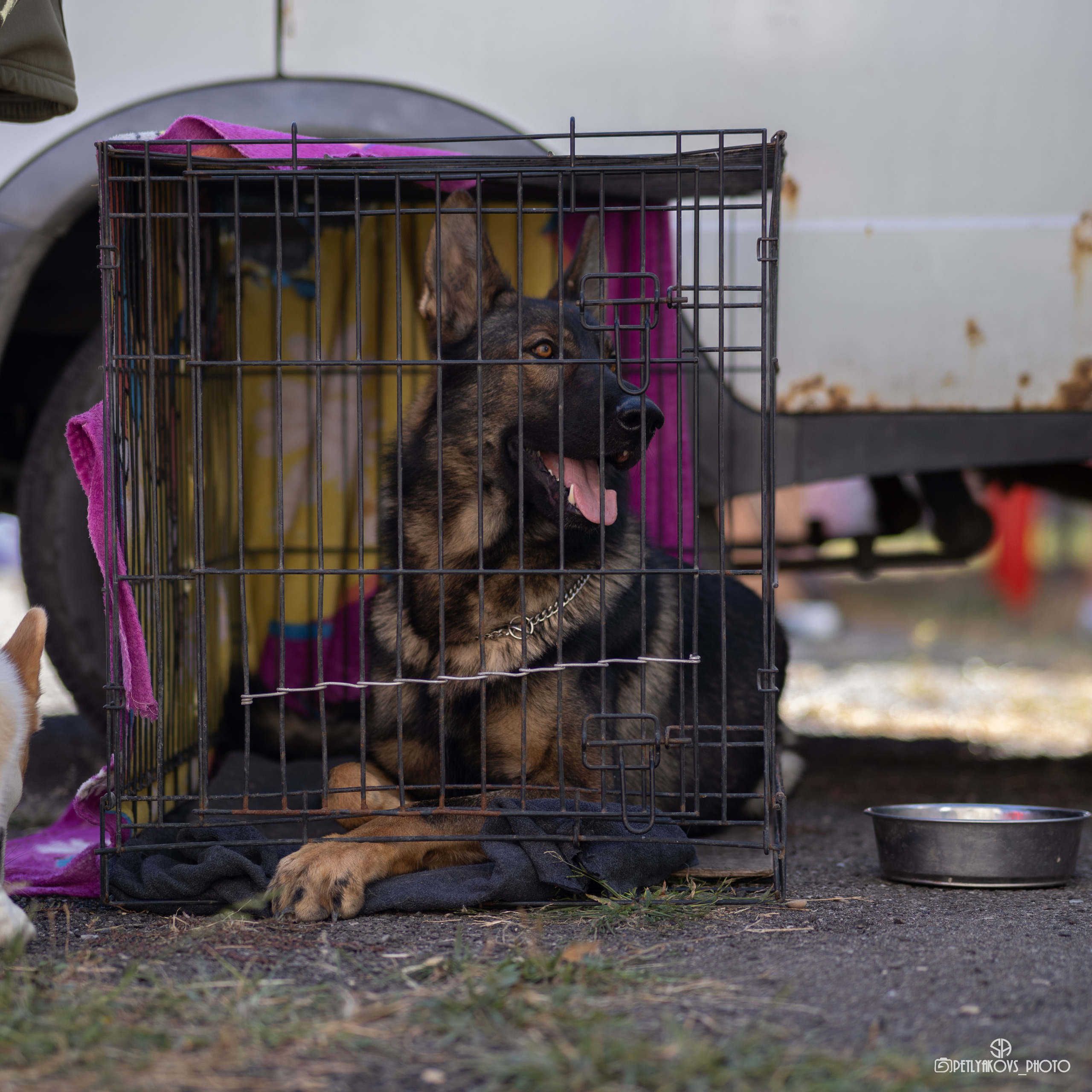Репортаж с НАЦИОНАЛЬНАЯ ВЫСТАВКА СОБАК РАНГА САС — ЧФ. Фотограф, видеограф Пятигорск, Ставрополь, Ессентуки, Petlyakovs_photo