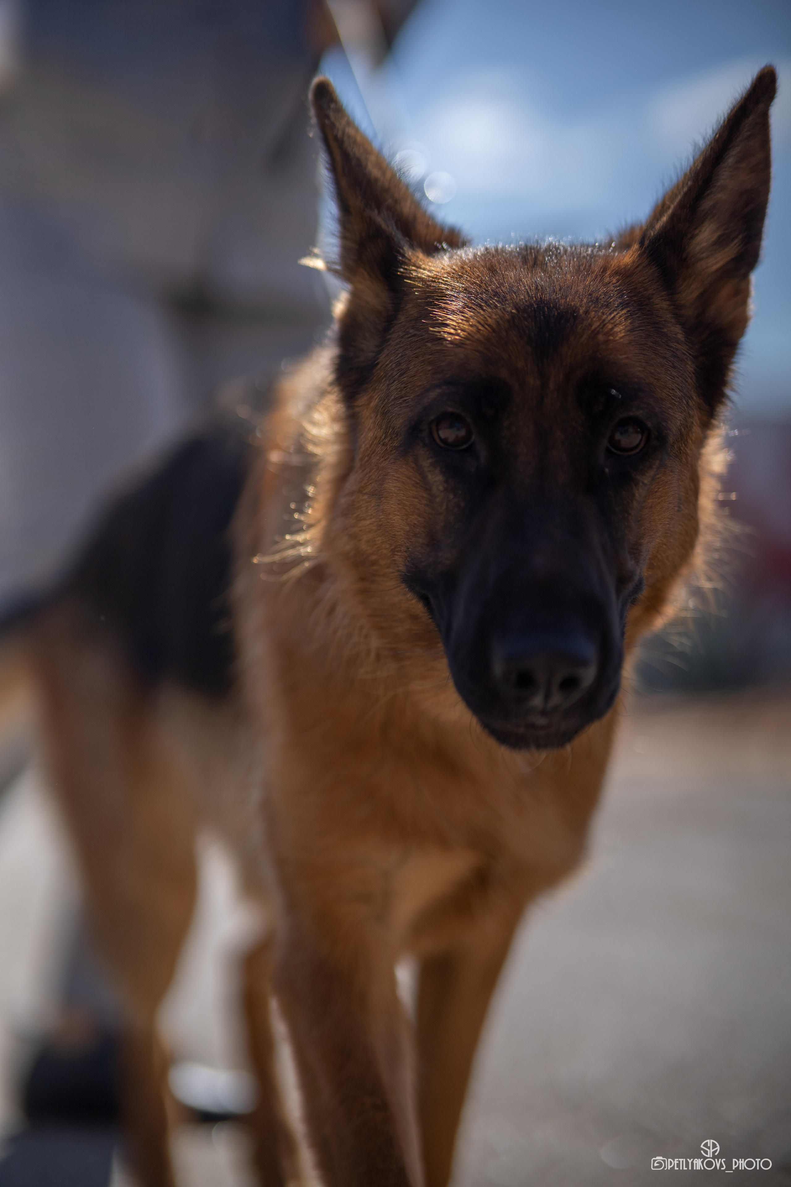 Репортаж с НАЦИОНАЛЬНАЯ ВЫСТАВКА СОБАК РАНГА САС — ЧФ. Фотограф, видеограф Пятигорск, Ставрополь, Ессентуки, Petlyakovs_photo