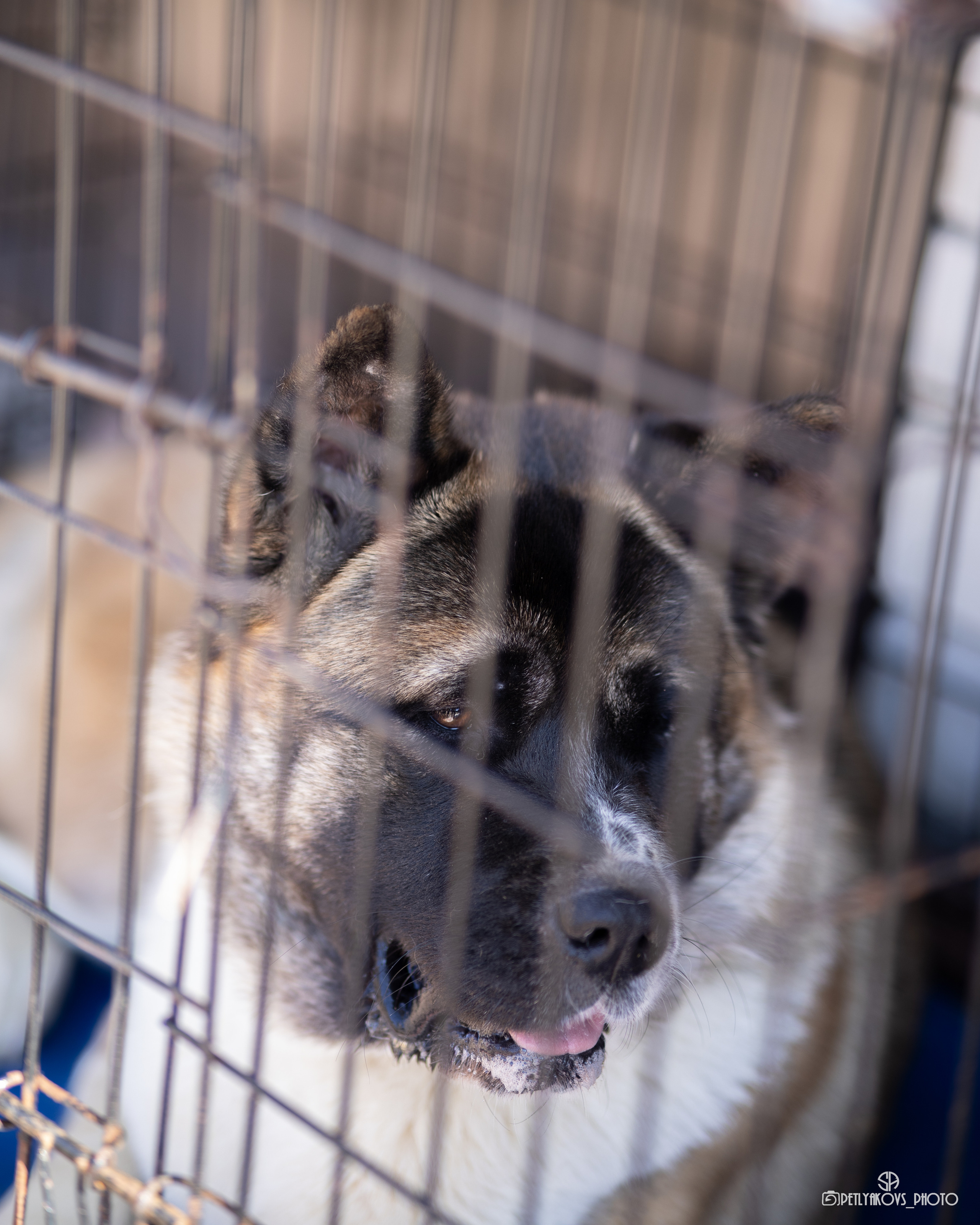 Репортаж с НАЦИОНАЛЬНАЯ ВЫСТАВКА СОБАК РАНГА САС — ЧФ. Фотограф, видеограф Пятигорск, Ставрополь, Ессентуки, Petlyakovs_photo