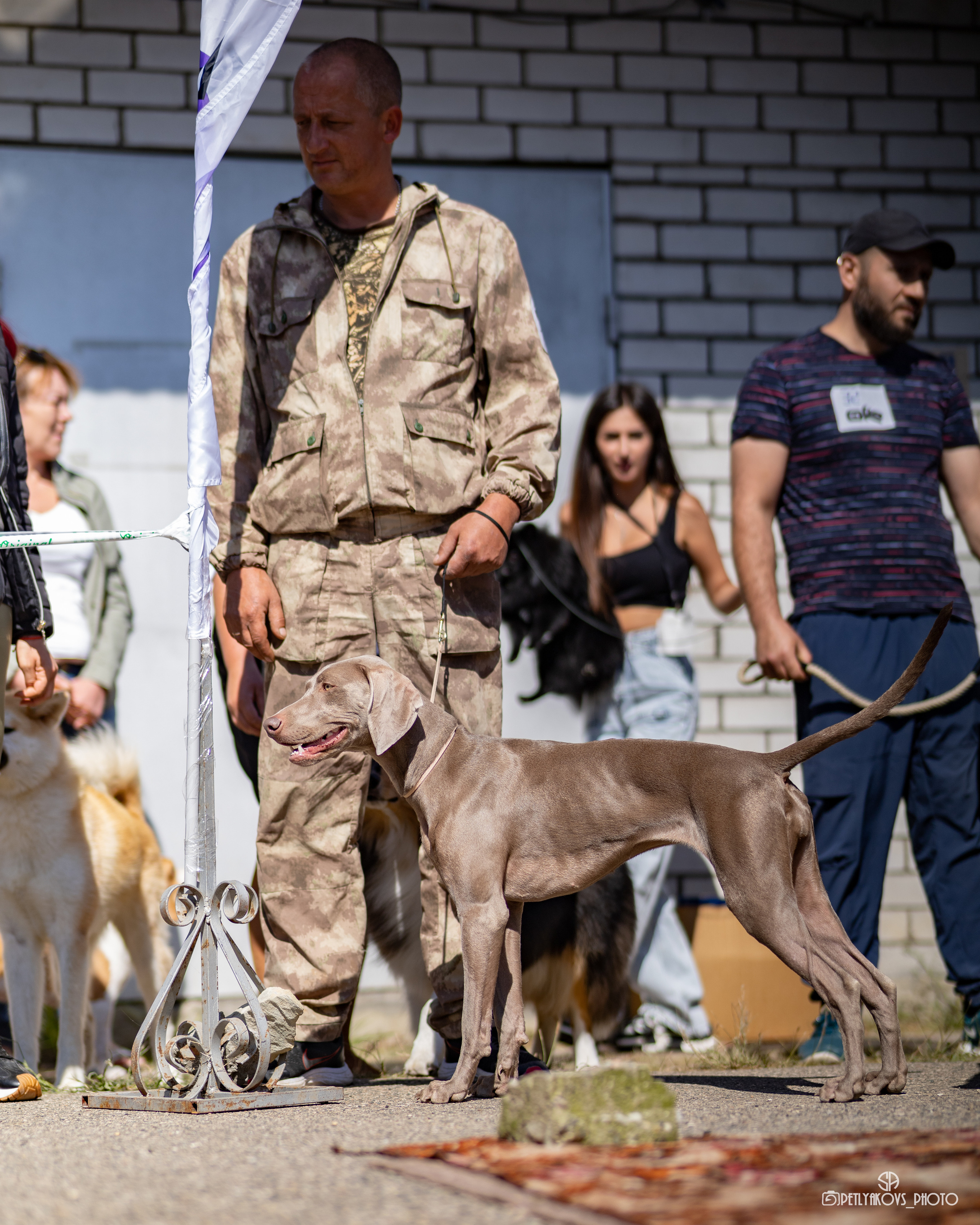 Репортаж с НАЦИОНАЛЬНАЯ ВЫСТАВКА СОБАК РАНГА САС — ЧФ. Фотограф, видеограф Пятигорск, Ставрополь, Ессентуки, Petlyakovs_photo