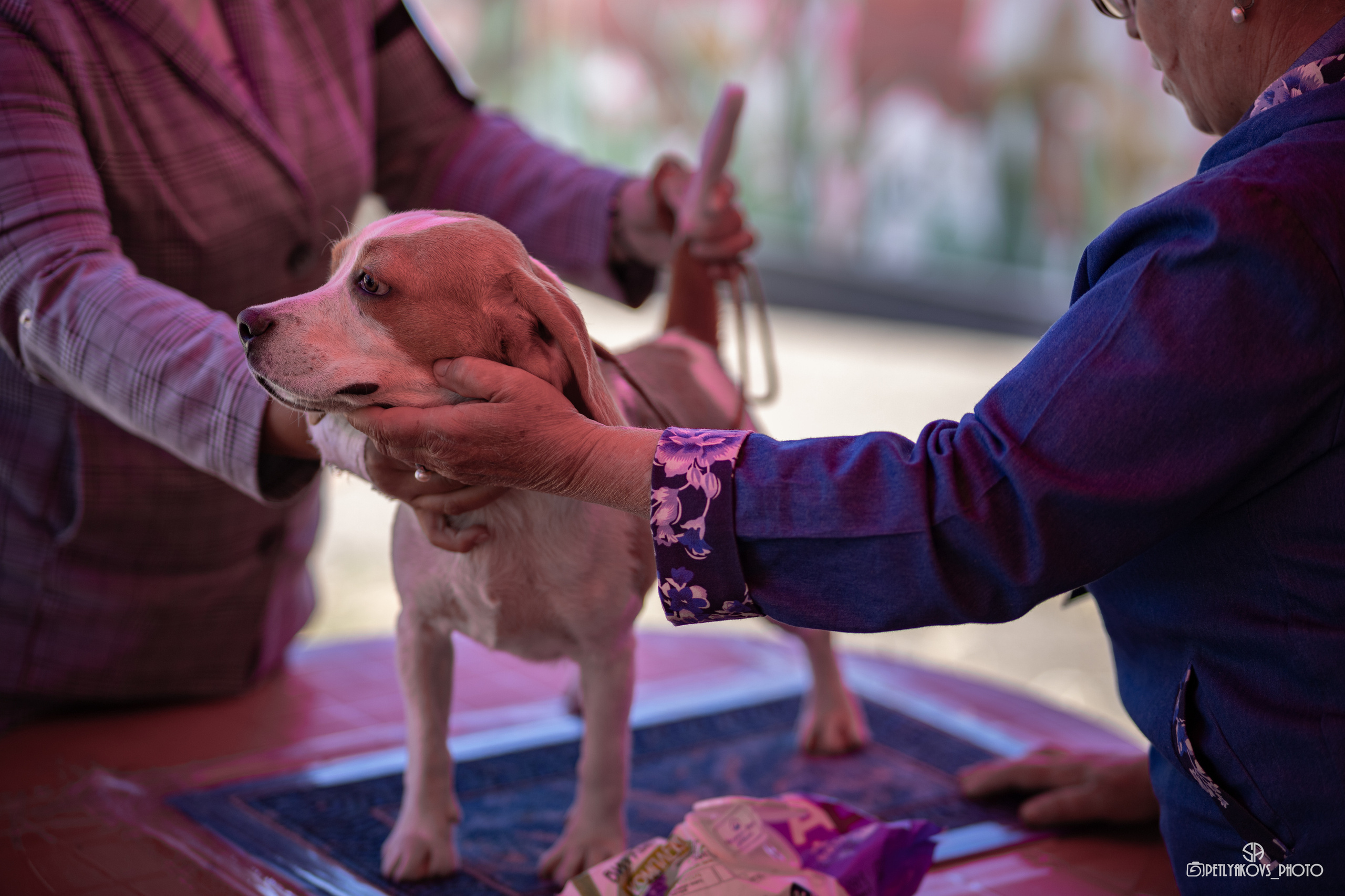 Репортаж с НАЦИОНАЛЬНАЯ ВЫСТАВКА СОБАК РАНГА САС — ЧФ. Фотограф, видеограф Пятигорск, Ставрополь, Ессентуки, Petlyakovs_photo