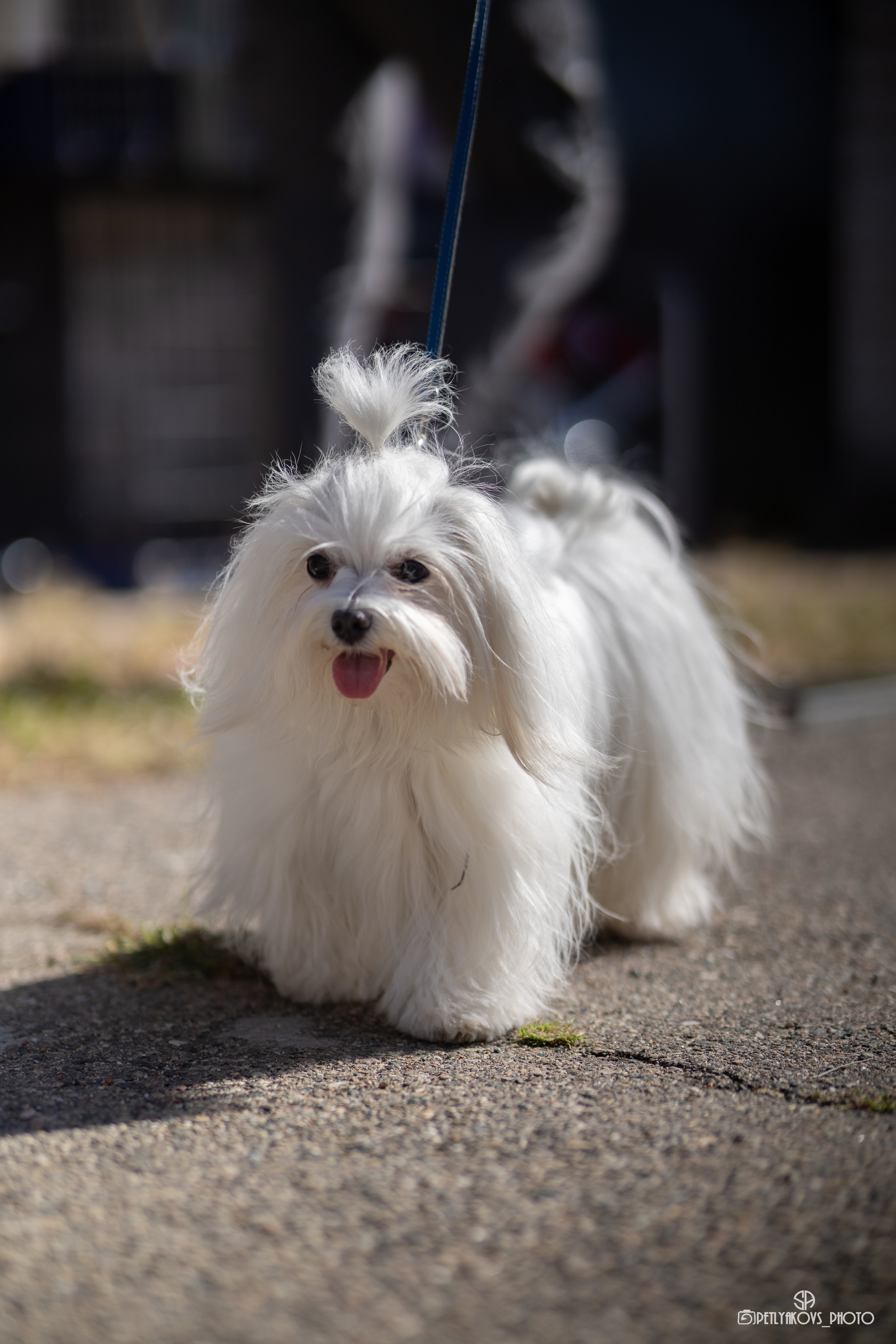 Репортаж с НАЦИОНАЛЬНАЯ ВЫСТАВКА СОБАК РАНГА САС — ЧФ. Фотограф, видеограф Пятигорск, Ставрополь, Ессентуки, Petlyakovs_photo