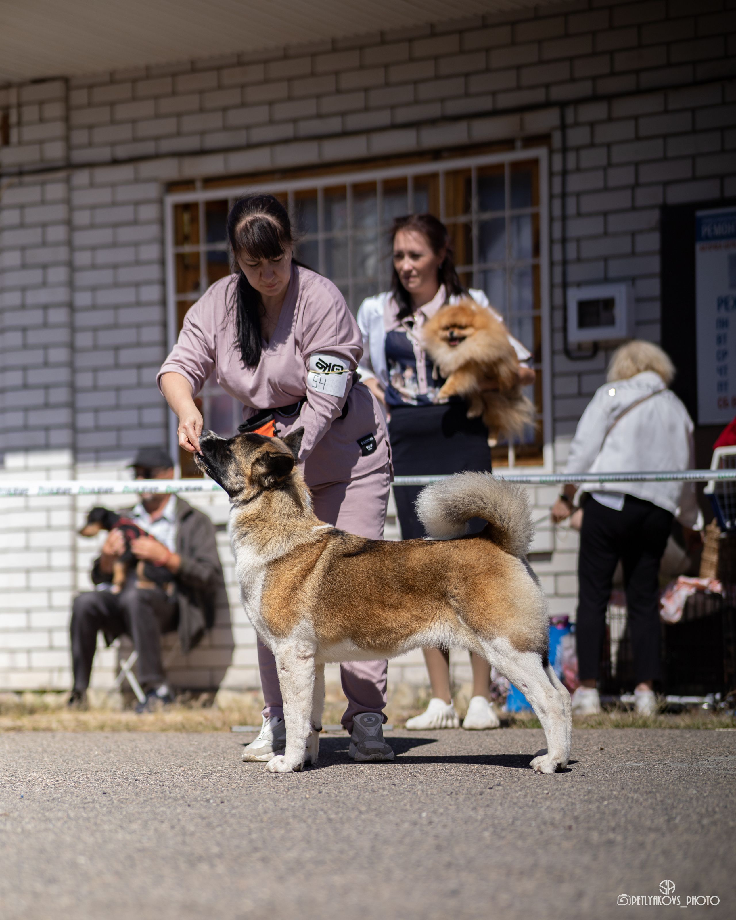 Репортаж с НАЦИОНАЛЬНАЯ ВЫСТАВКА СОБАК РАНГА САС — ЧФ. Фотограф, видеограф Пятигорск, Ставрополь, Ессентуки, Petlyakovs_photo