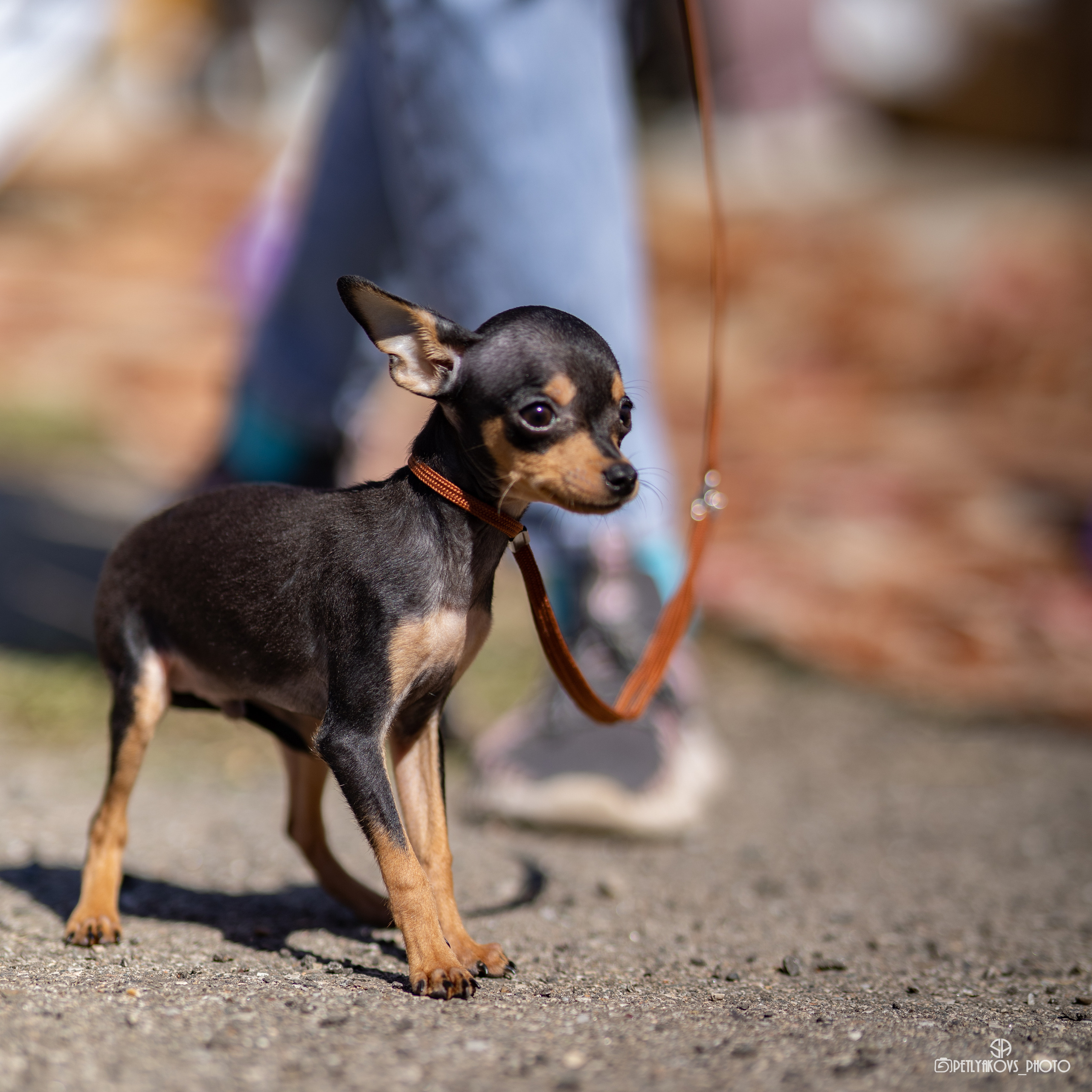 Репортаж с НАЦИОНАЛЬНАЯ ВЫСТАВКА СОБАК РАНГА САС — ЧФ. Фотограф, видеограф Пятигорск, Ставрополь, Ессентуки, Petlyakovs_photo