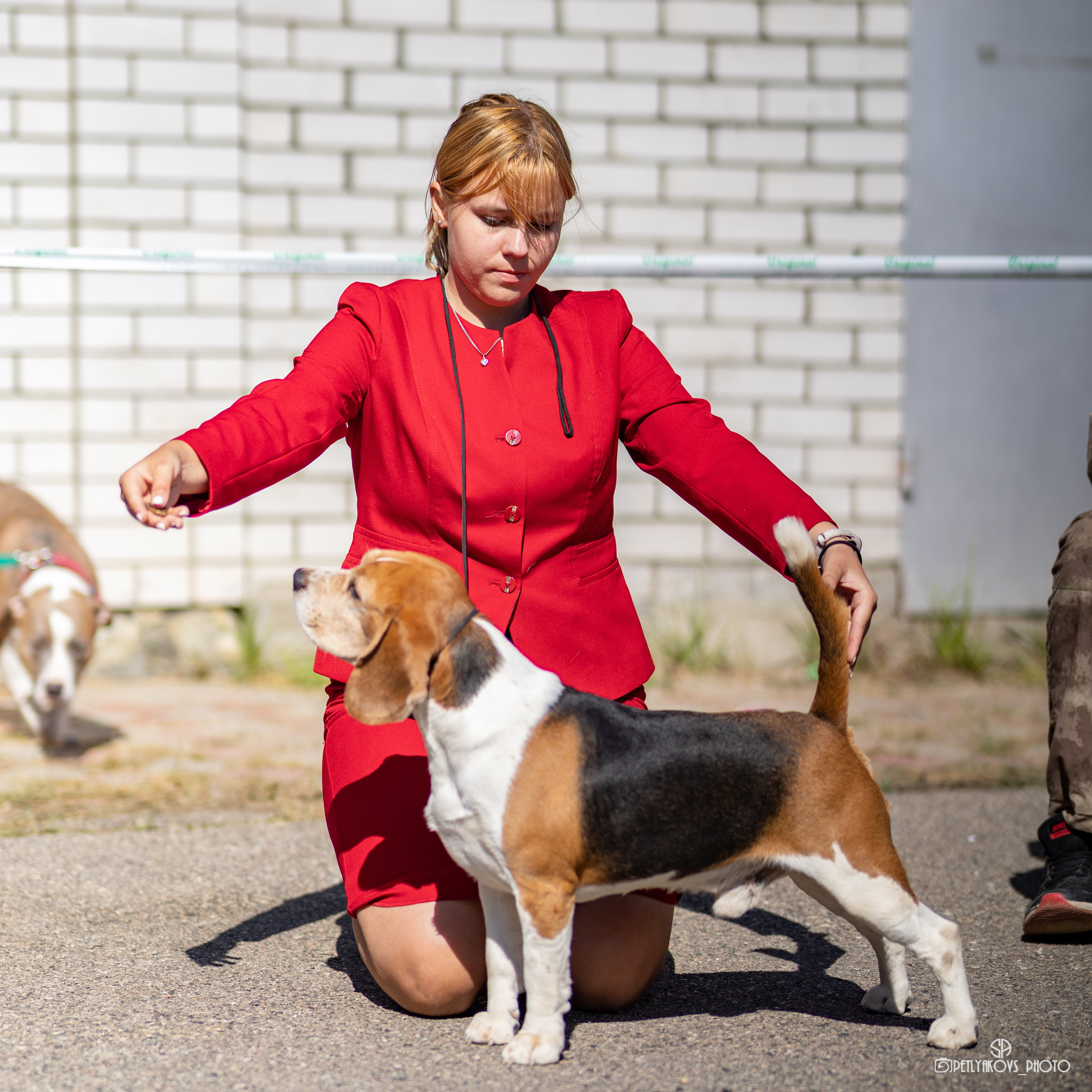 Репортаж с НАЦИОНАЛЬНАЯ ВЫСТАВКА СОБАК РАНГА САС — ЧФ. Фотограф, видеограф Пятигорск, Ставрополь, Ессентуки, Petlyakovs_photo