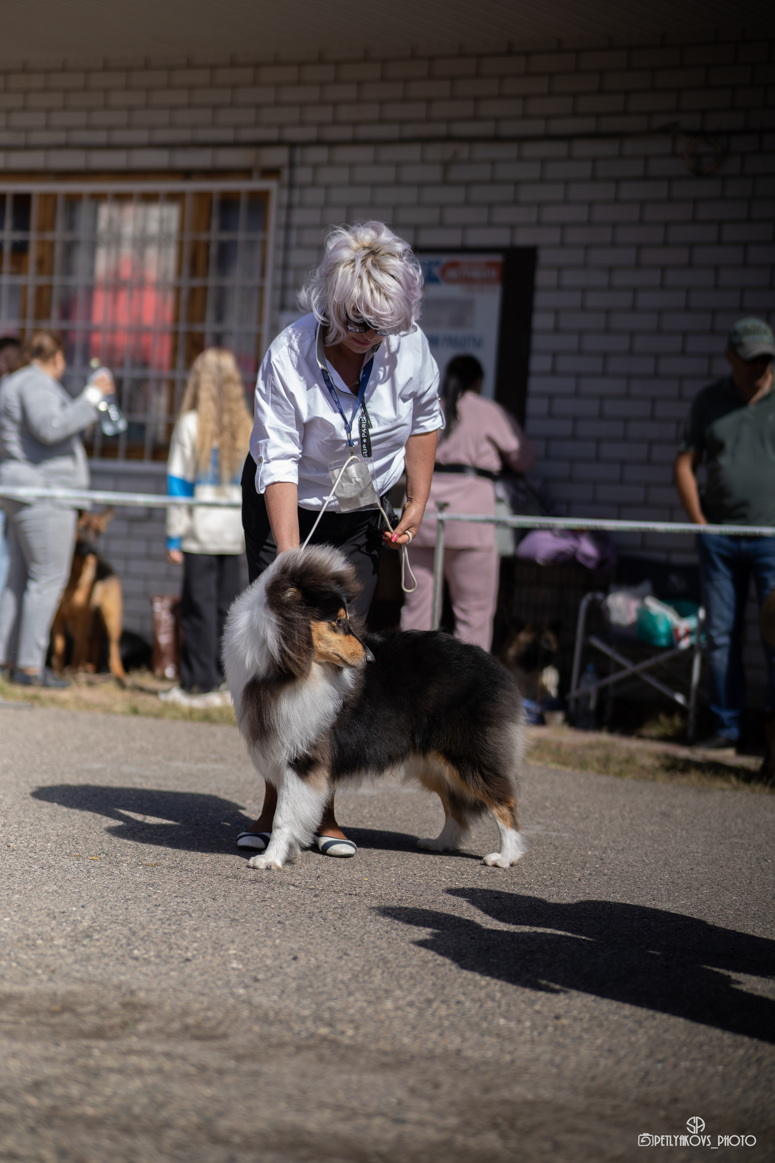Репортаж с НАЦИОНАЛЬНАЯ ВЫСТАВКА СОБАК РАНГА САС — ЧФ. Фотограф, видеограф Пятигорск, Ставрополь, Ессентуки, Petlyakovs_photo