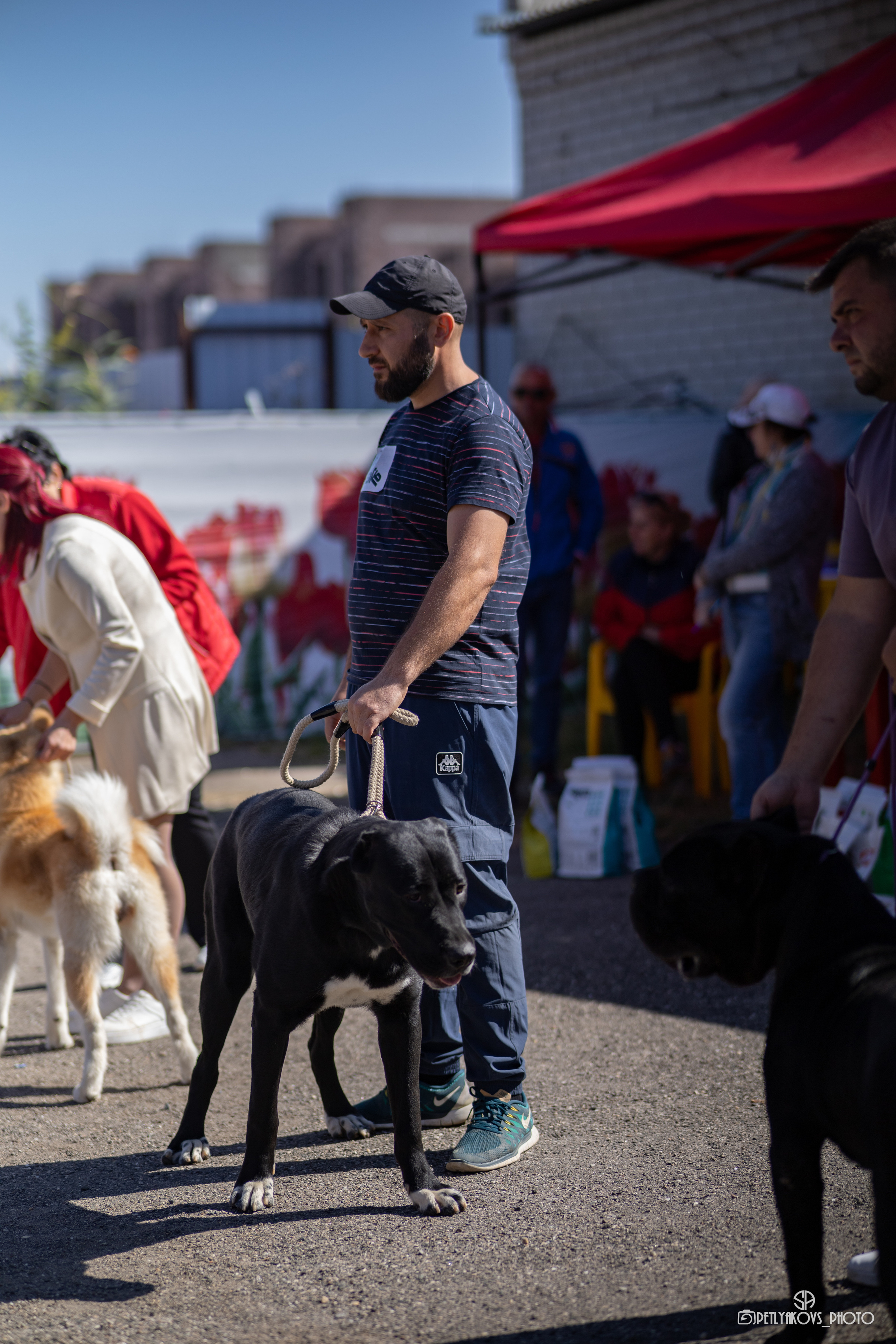 Репортаж с НАЦИОНАЛЬНАЯ ВЫСТАВКА СОБАК РАНГА САС — ЧФ. Фотограф, видеограф Пятигорск, Ставрополь, Ессентуки, Petlyakovs_photo