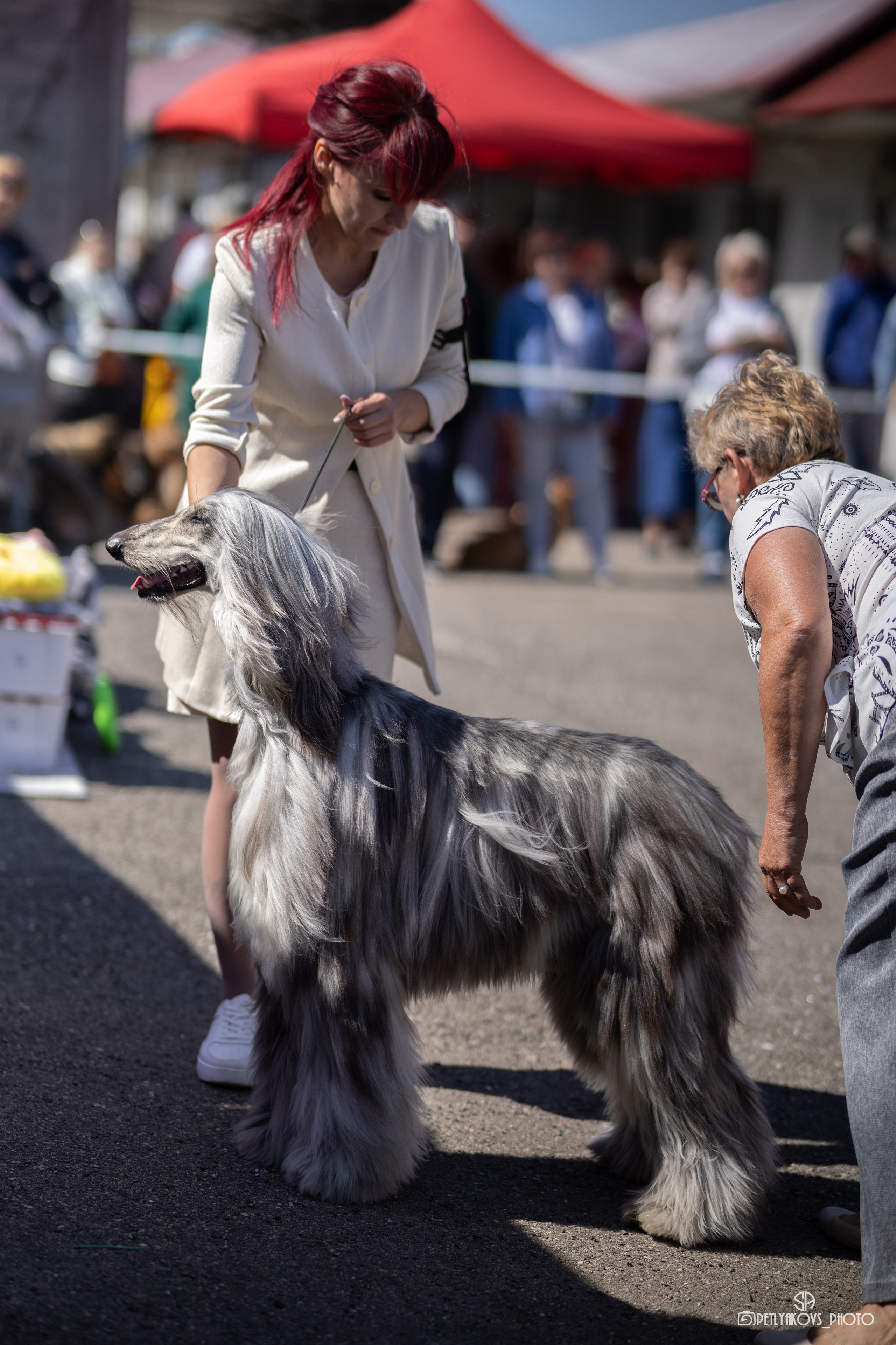 Репортаж с НАЦИОНАЛЬНАЯ ВЫСТАВКА СОБАК РАНГА САС — ЧФ. Фотограф, видеограф Пятигорск, Ставрополь, Ессентуки, Petlyakovs_photo