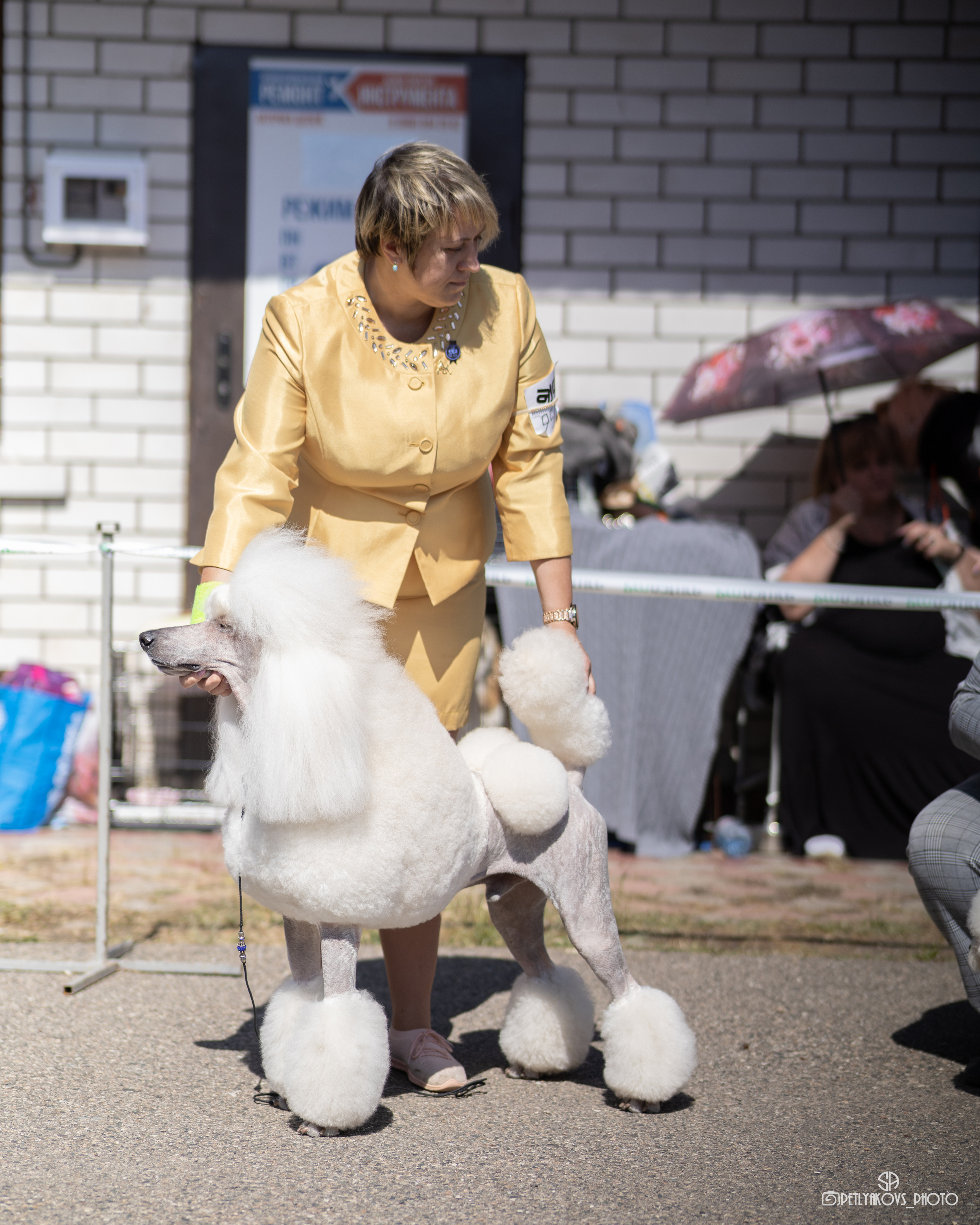 Репортаж с НАЦИОНАЛЬНАЯ ВЫСТАВКА СОБАК РАНГА САС — ЧФ. Фотограф, видеограф Пятигорск, Ставрополь, Ессентуки, Petlyakovs_photo