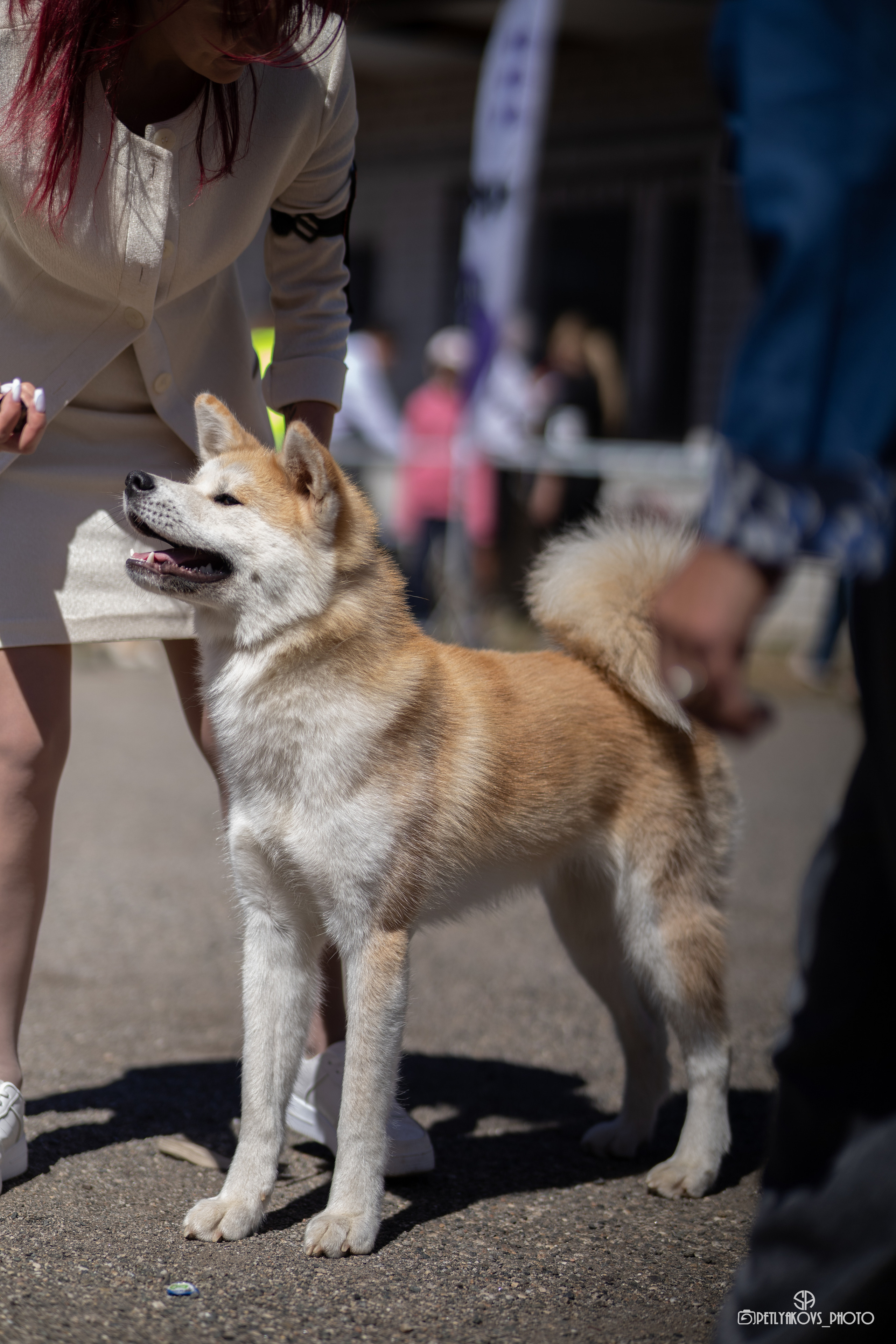Репортаж с НАЦИОНАЛЬНАЯ ВЫСТАВКА СОБАК РАНГА САС — ЧФ. Фотограф, видеограф Пятигорск, Ставрополь, Ессентуки, Petlyakovs_photo