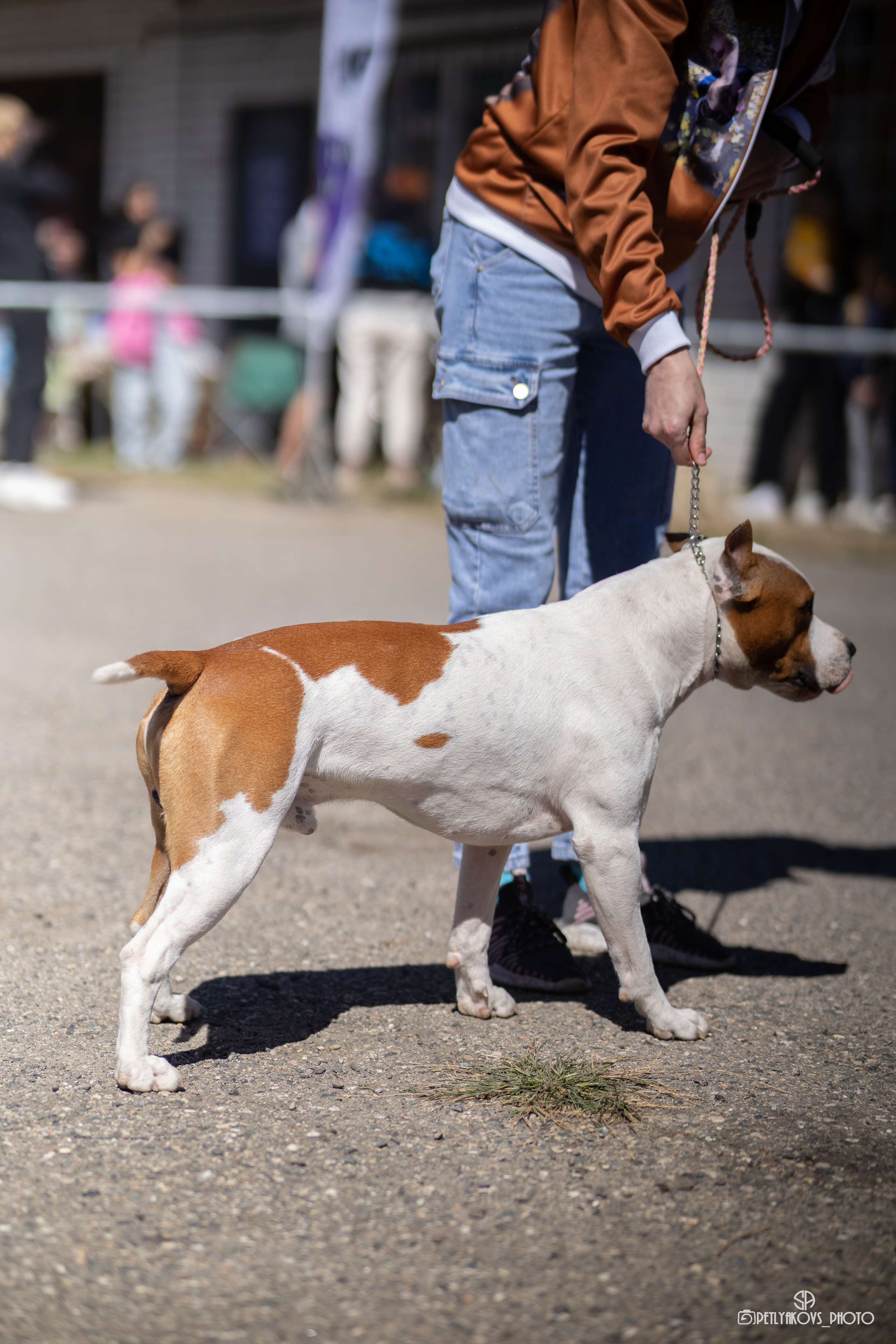 Репортаж с НАЦИОНАЛЬНАЯ ВЫСТАВКА СОБАК РАНГА САС — ЧФ. Фотограф, видеограф Пятигорск, Ставрополь, Ессентуки, Petlyakovs_photo