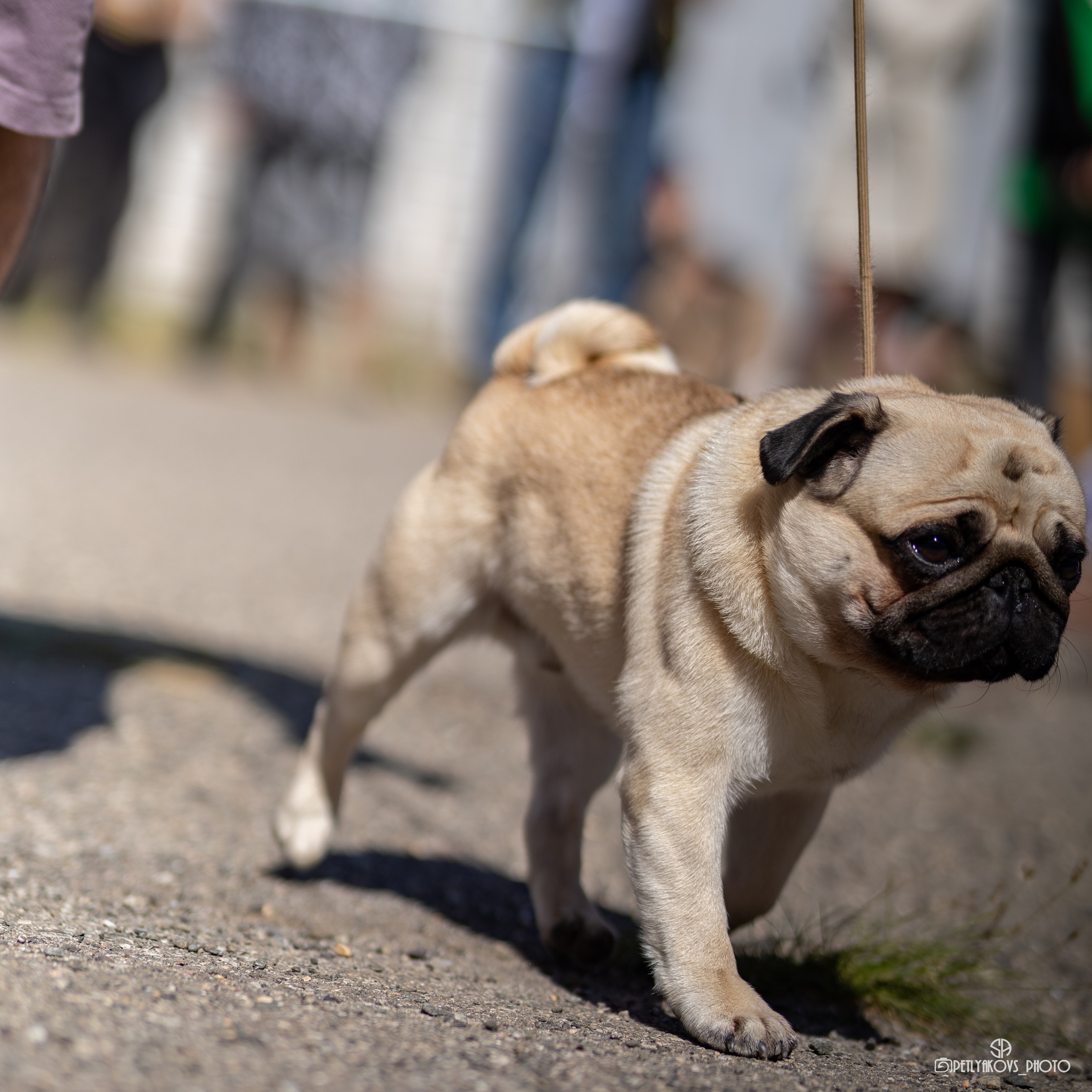 Репортаж с НАЦИОНАЛЬНАЯ ВЫСТАВКА СОБАК РАНГА САС — ЧФ. Фотограф, видеограф Пятигорск, Ставрополь, Ессентуки, Petlyakovs_photo