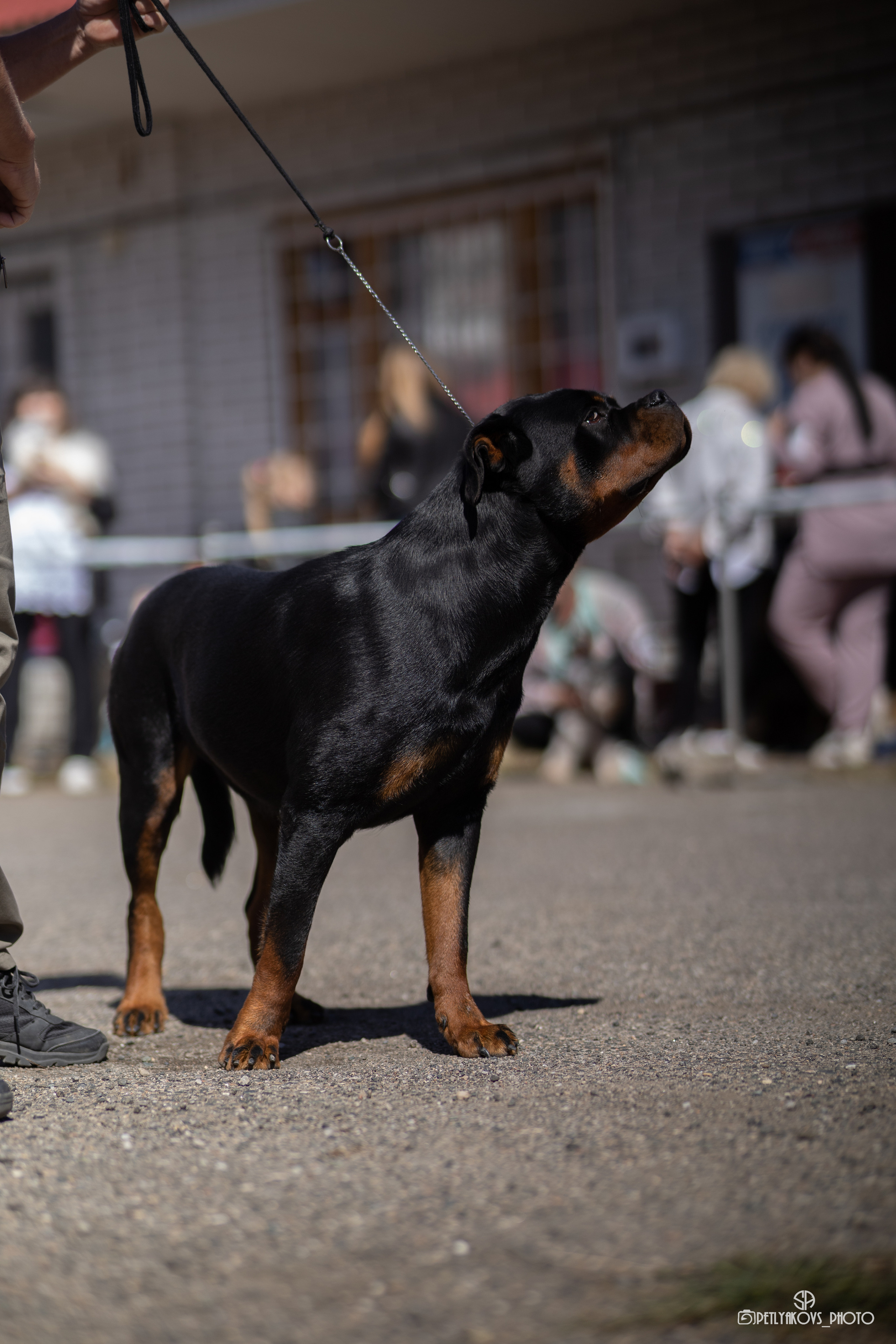 Репортаж с НАЦИОНАЛЬНАЯ ВЫСТАВКА СОБАК РАНГА САС — ЧФ. Фотограф, видеограф Пятигорск, Ставрополь, Ессентуки, Petlyakovs_photo