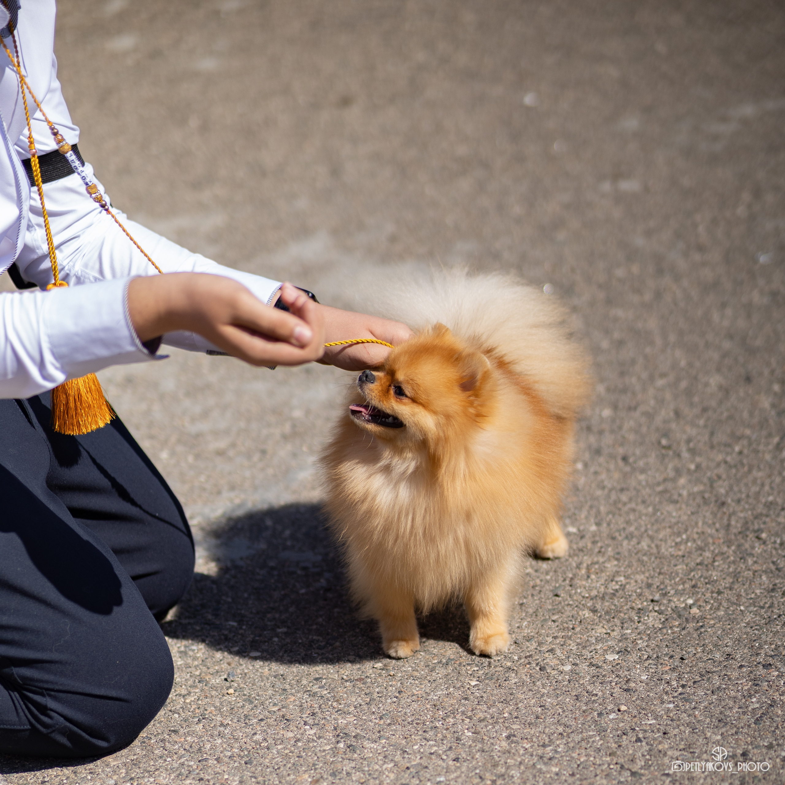 Репортаж с НАЦИОНАЛЬНАЯ ВЫСТАВКА СОБАК РАНГА САС — ЧФ. Фотограф, видеограф Пятигорск, Ставрополь, Ессентуки, Petlyakovs_photo