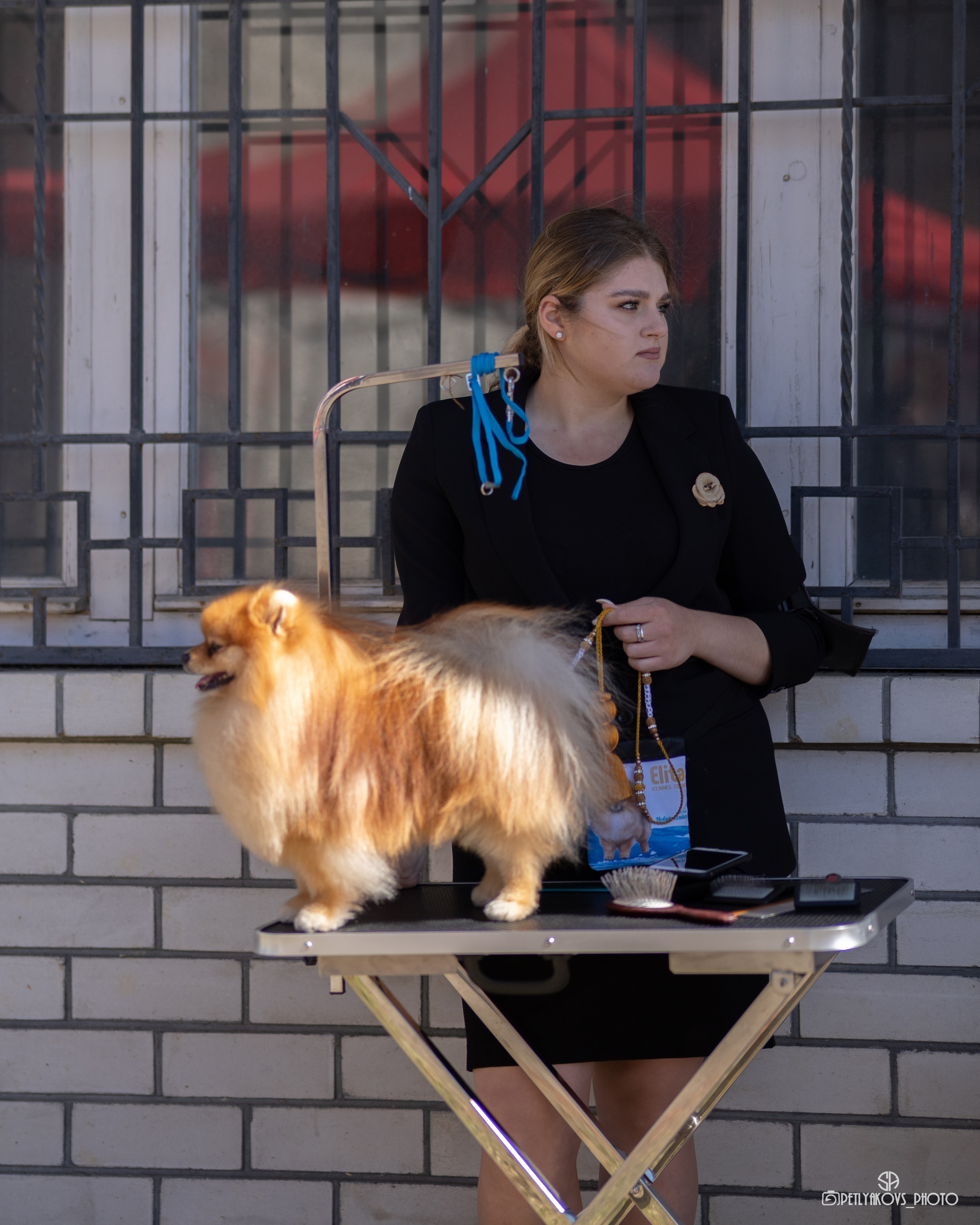 Репортаж с НАЦИОНАЛЬНАЯ ВЫСТАВКА СОБАК РАНГА САС — ЧФ. Фотограф, видеограф Пятигорск, Ставрополь, Ессентуки, Petlyakovs_photo