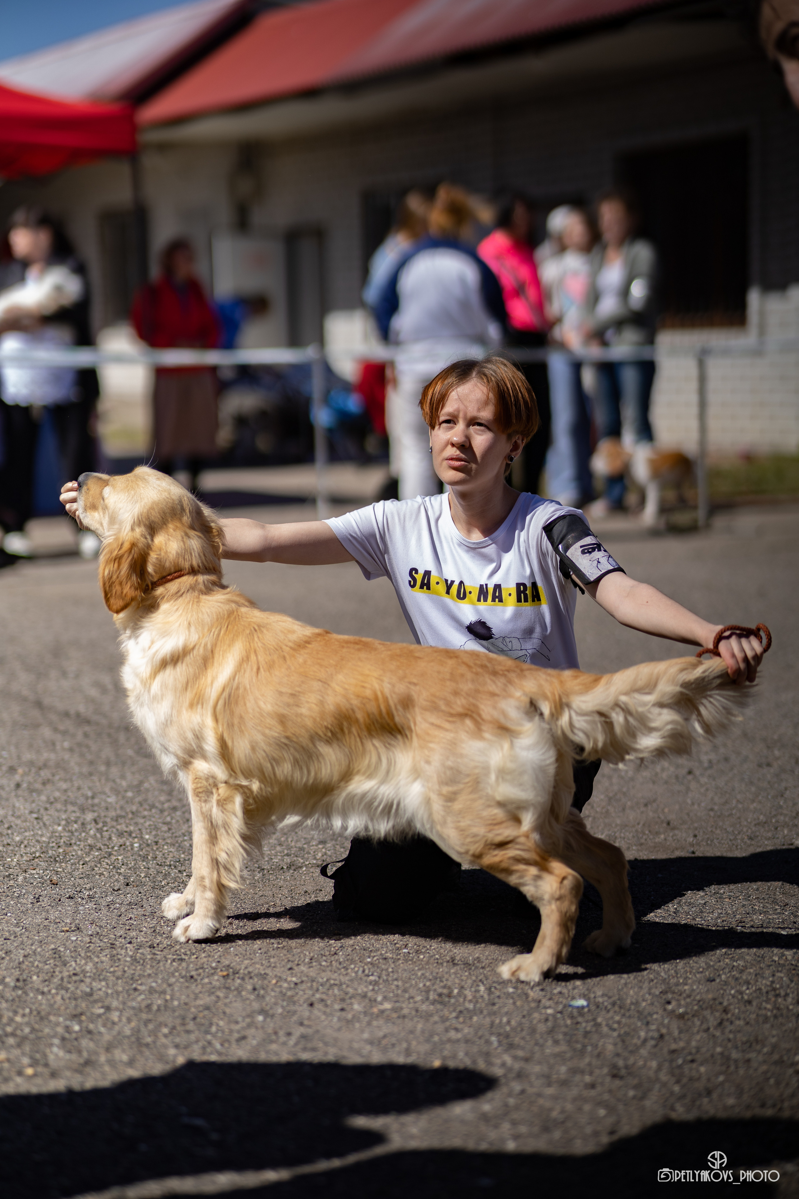 Репортаж с НАЦИОНАЛЬНАЯ ВЫСТАВКА СОБАК РАНГА САС — ЧФ. Фотограф, видеограф Пятигорск, Ставрополь, Ессентуки, Petlyakovs_photo
