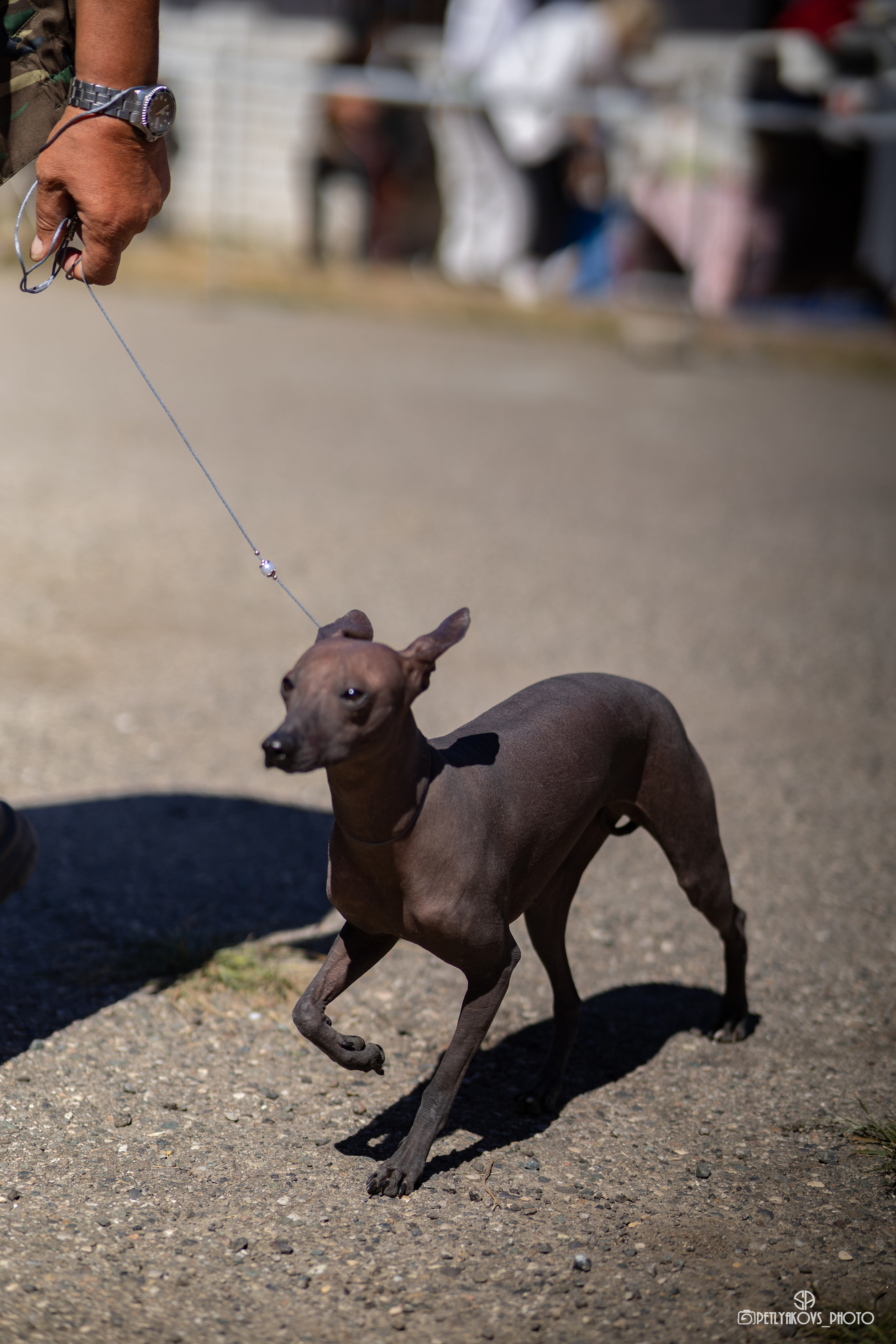 Репортаж с НАЦИОНАЛЬНАЯ ВЫСТАВКА СОБАК РАНГА САС — ЧФ. Фотограф, видеограф Пятигорск, Ставрополь, Ессентуки, Petlyakovs_photo