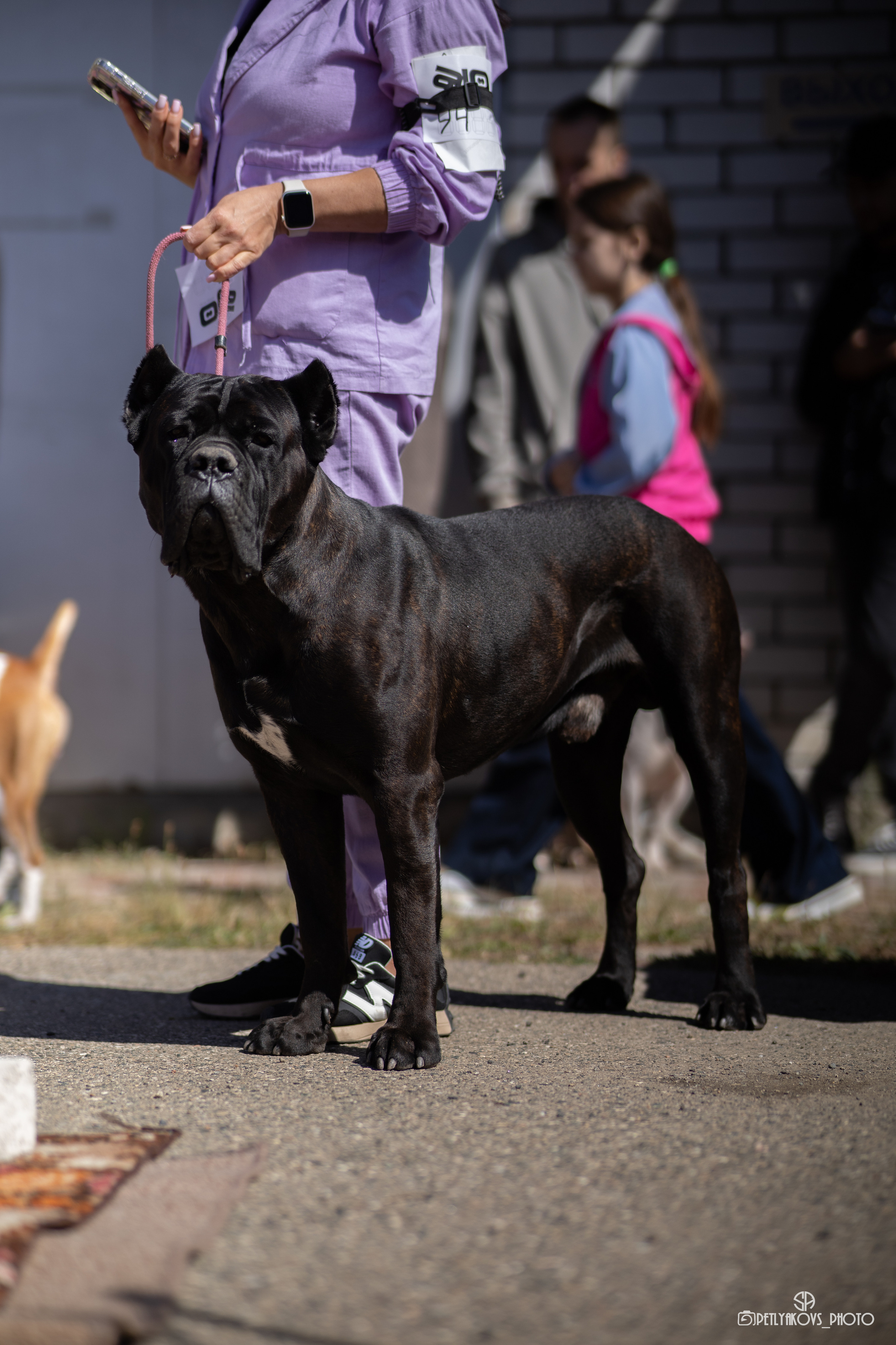 Репортаж с НАЦИОНАЛЬНАЯ ВЫСТАВКА СОБАК РАНГА САС — ЧФ. Фотограф, видеограф Пятигорск, Ставрополь, Ессентуки, Petlyakovs_photo