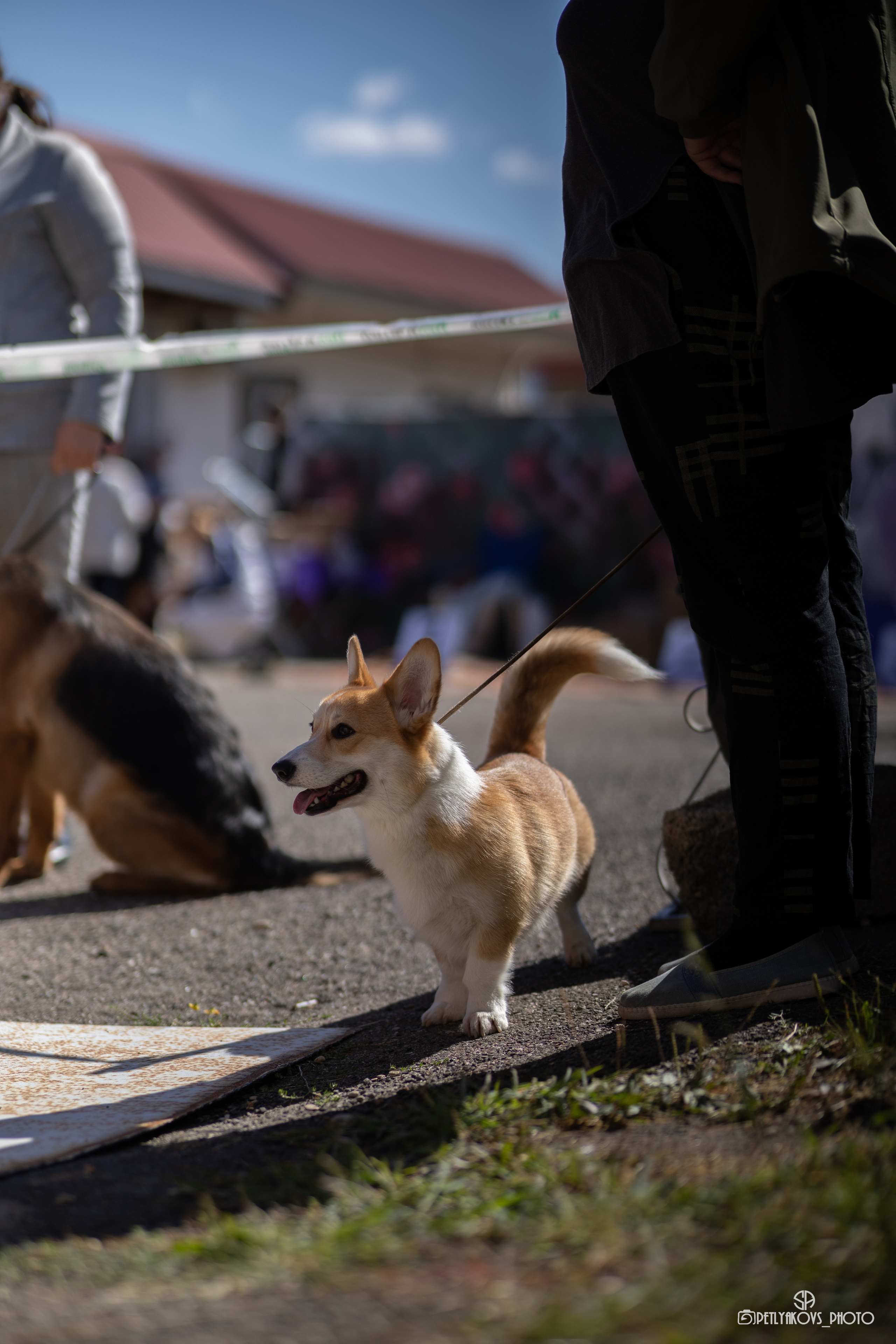 Репортаж с НАЦИОНАЛЬНАЯ ВЫСТАВКА СОБАК РАНГА САС — ЧФ. Фотограф, видеограф Пятигорск, Ставрополь, Ессентуки, Petlyakovs_photo