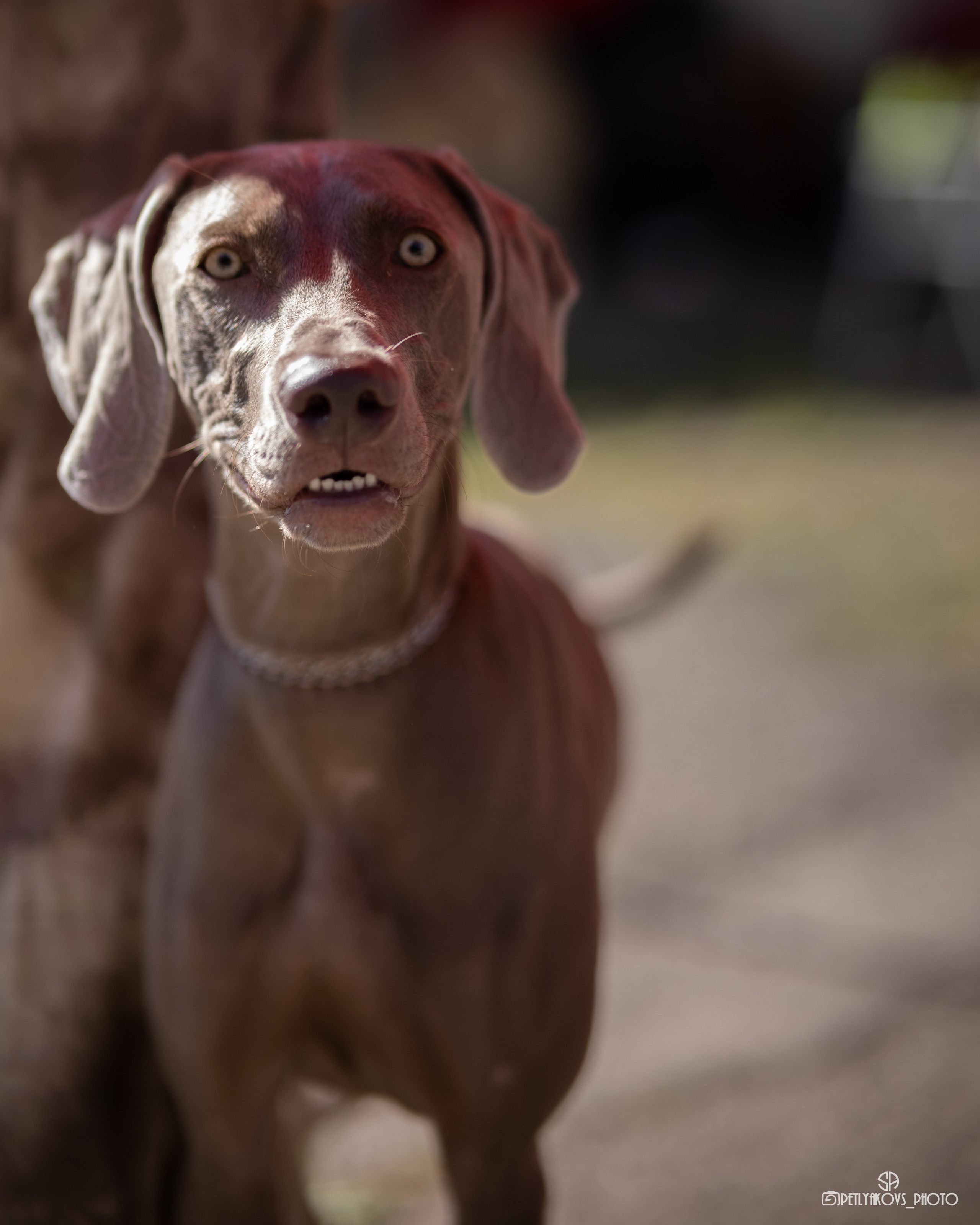 Репортаж с НАЦИОНАЛЬНАЯ ВЫСТАВКА СОБАК РАНГА САС — ЧФ. Фотограф, видеограф Пятигорск, Ставрополь, Ессентуки, Petlyakovs_photo