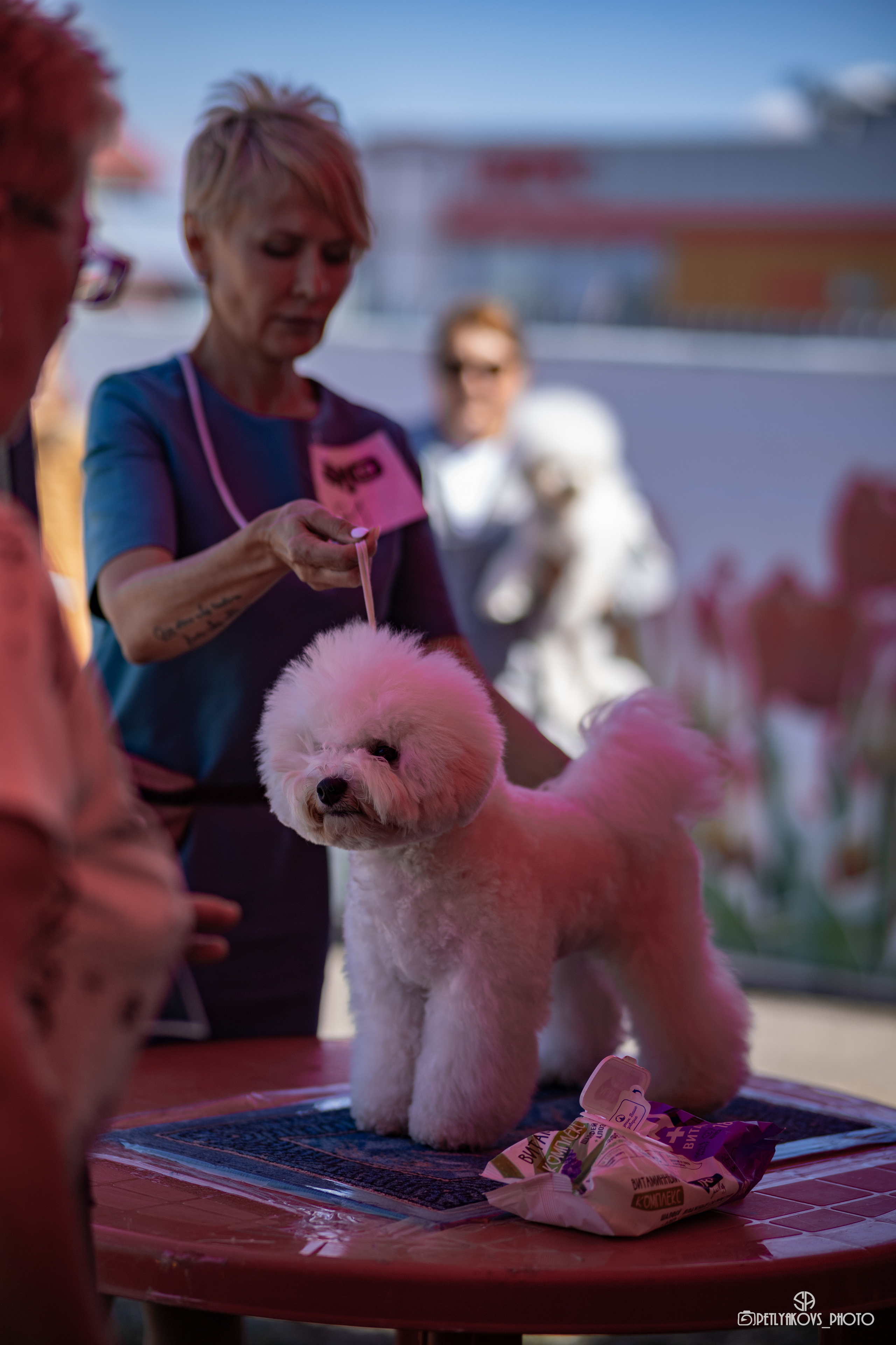 Репортаж с НАЦИОНАЛЬНАЯ ВЫСТАВКА СОБАК РАНГА САС — ЧФ. Фотограф, видеограф Пятигорск, Ставрополь, Ессентуки, Petlyakovs_photo