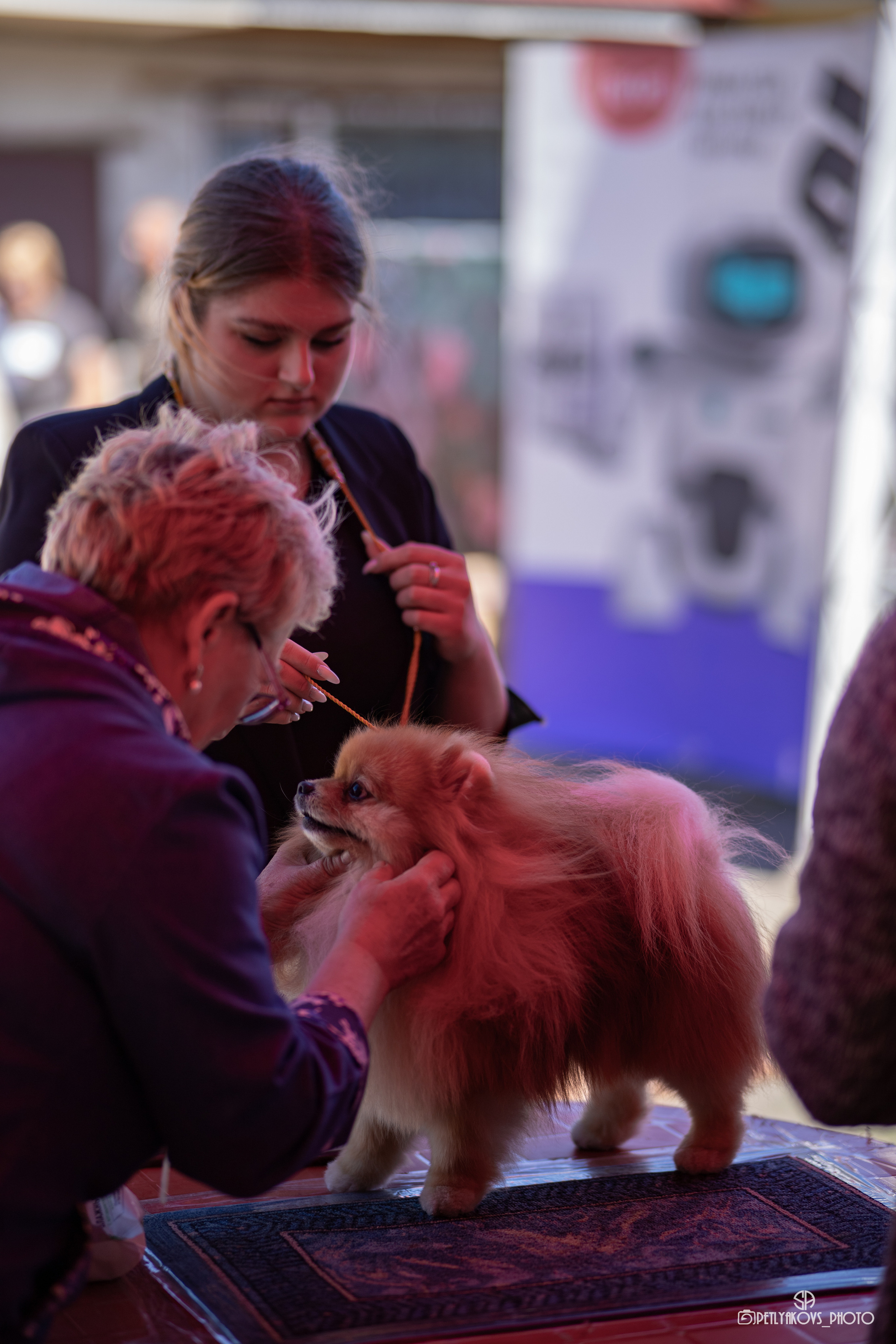 Репортаж с НАЦИОНАЛЬНАЯ ВЫСТАВКА СОБАК РАНГА САС — ЧФ. Фотограф, видеограф Пятигорск, Ставрополь, Ессентуки, Petlyakovs_photo