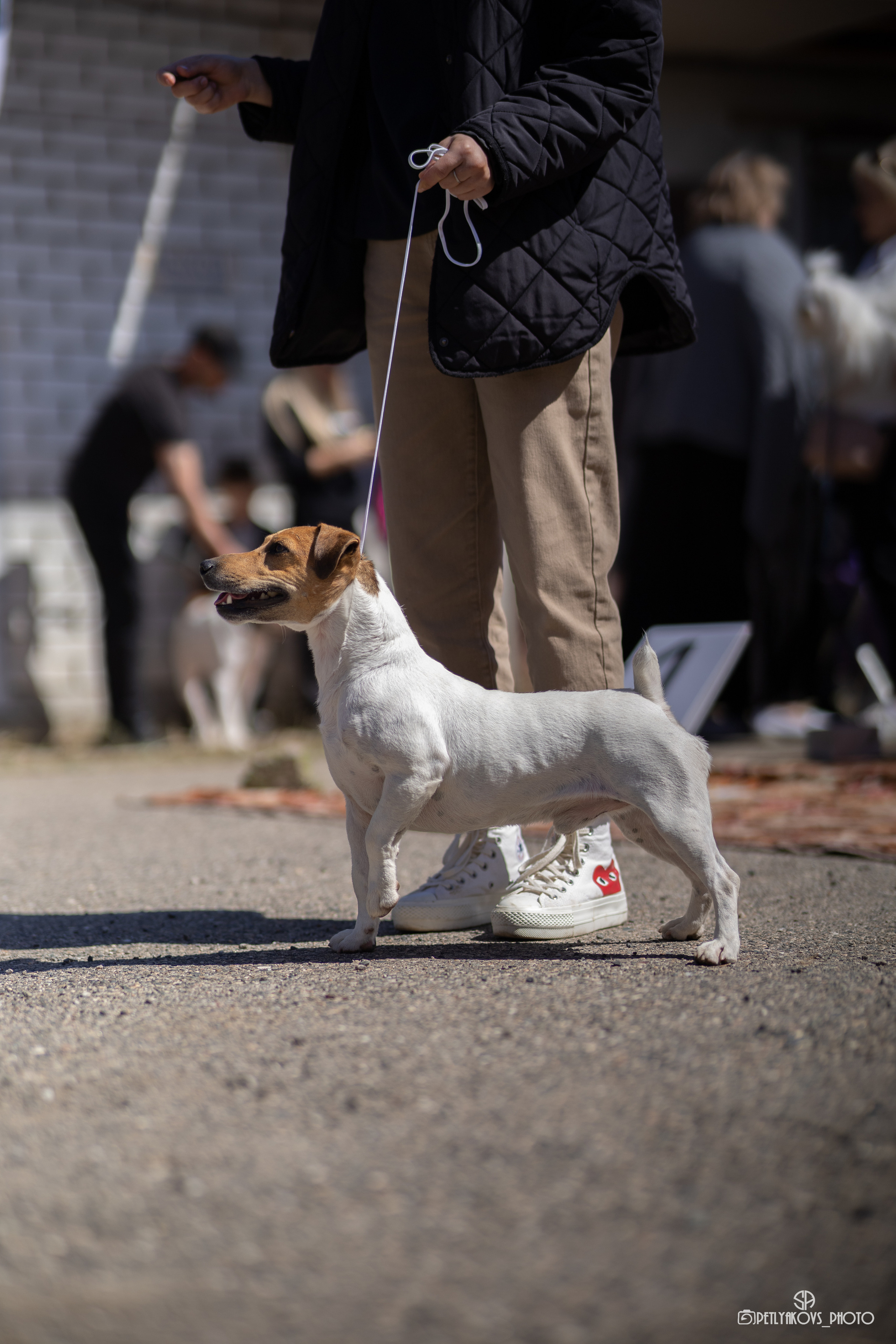 Репортаж с НАЦИОНАЛЬНАЯ ВЫСТАВКА СОБАК РАНГА САС — ЧФ. Фотограф, видеограф Пятигорск, Ставрополь, Ессентуки, Petlyakovs_photo