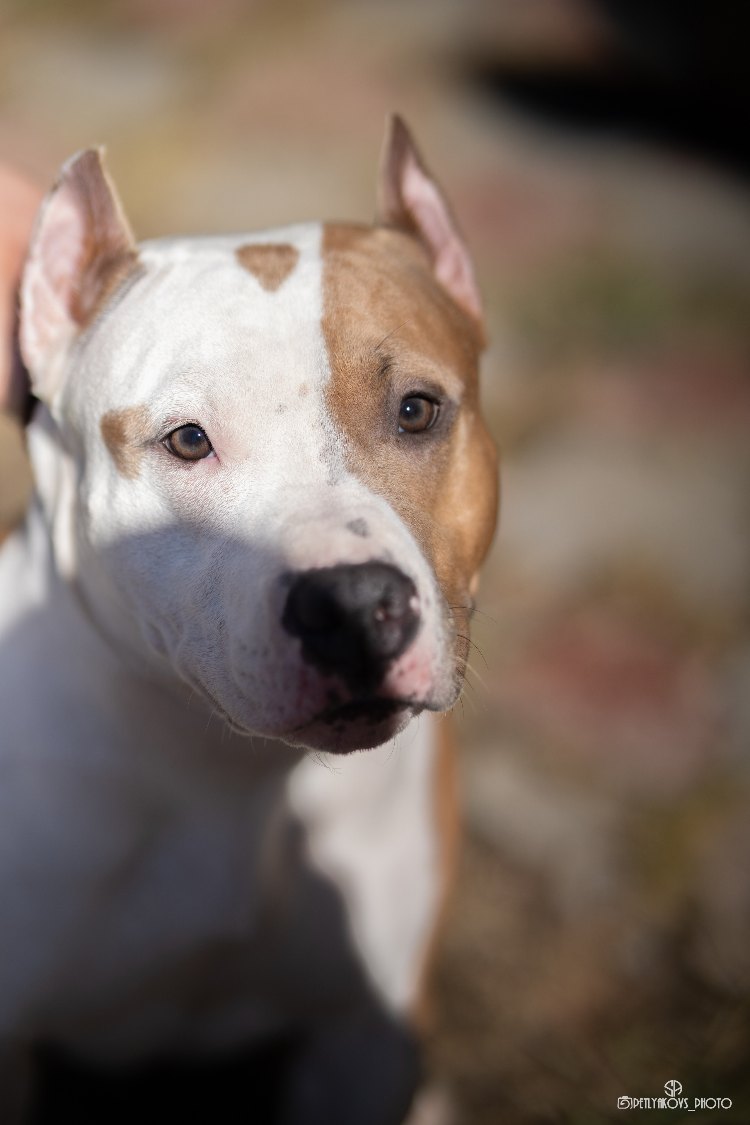 Репортаж с НАЦИОНАЛЬНАЯ ВЫСТАВКА СОБАК РАНГА САС — ЧФ. Фотограф, видеограф Пятигорск, Ставрополь, Ессентуки, Petlyakovs_photo