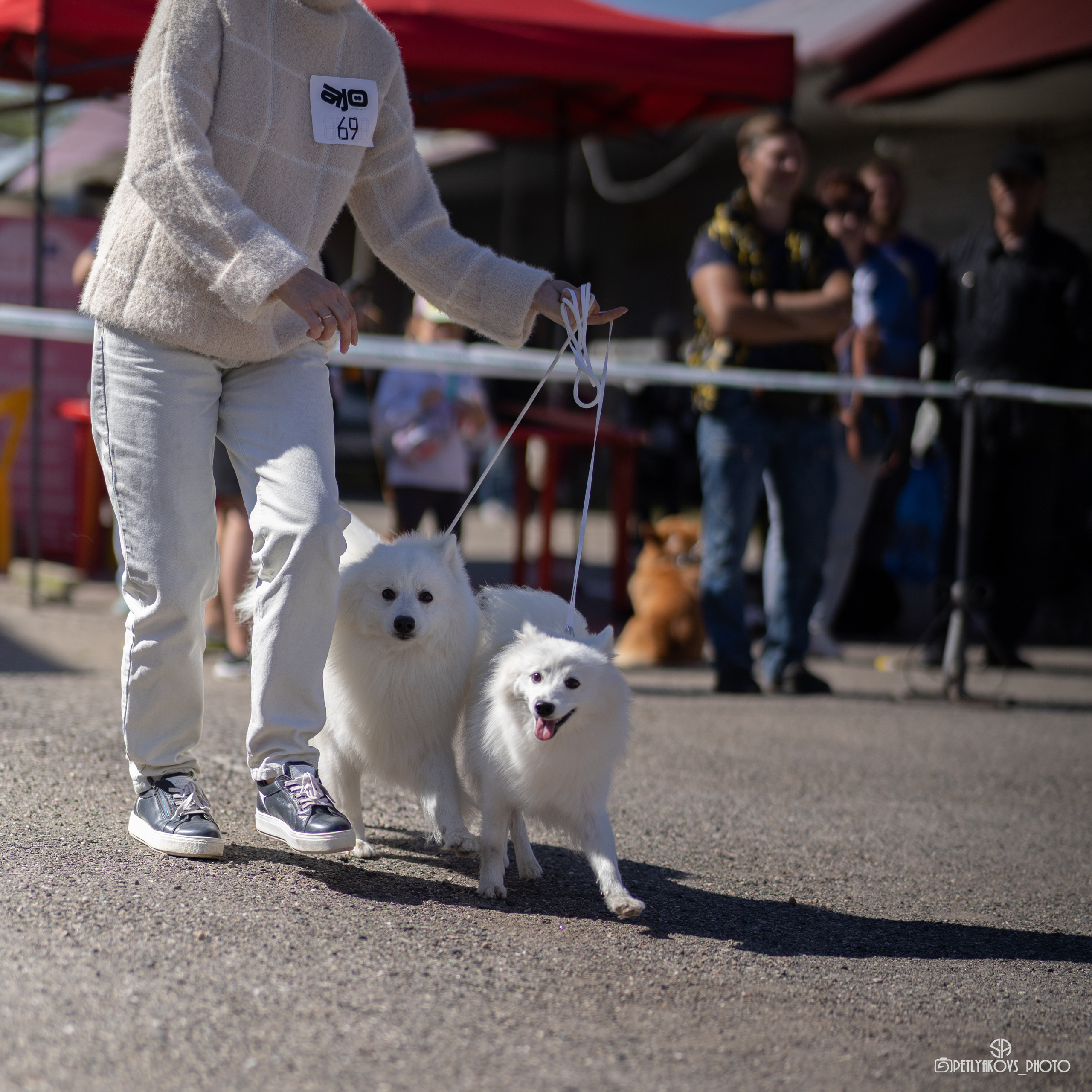 Репортаж с НАЦИОНАЛЬНАЯ ВЫСТАВКА СОБАК РАНГА САС — ЧФ. Фотограф, видеограф Пятигорск, Ставрополь, Ессентуки, Petlyakovs_photo