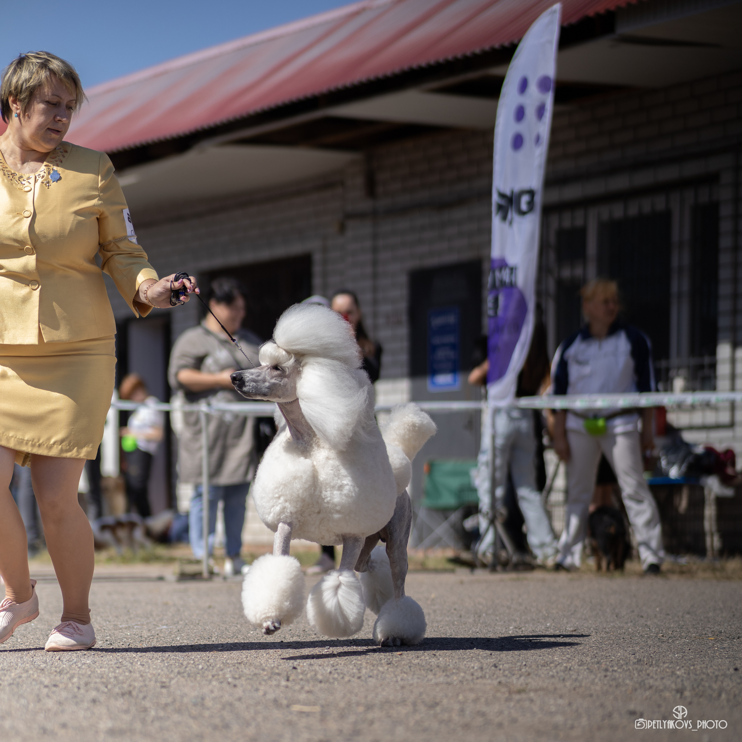 Репортаж с НАЦИОНАЛЬНАЯ ВЫСТАВКА СОБАК РАНГА САС — ЧФ. Фотограф, видеограф Пятигорск, Ставрополь, Ессентуки, Petlyakovs_photo