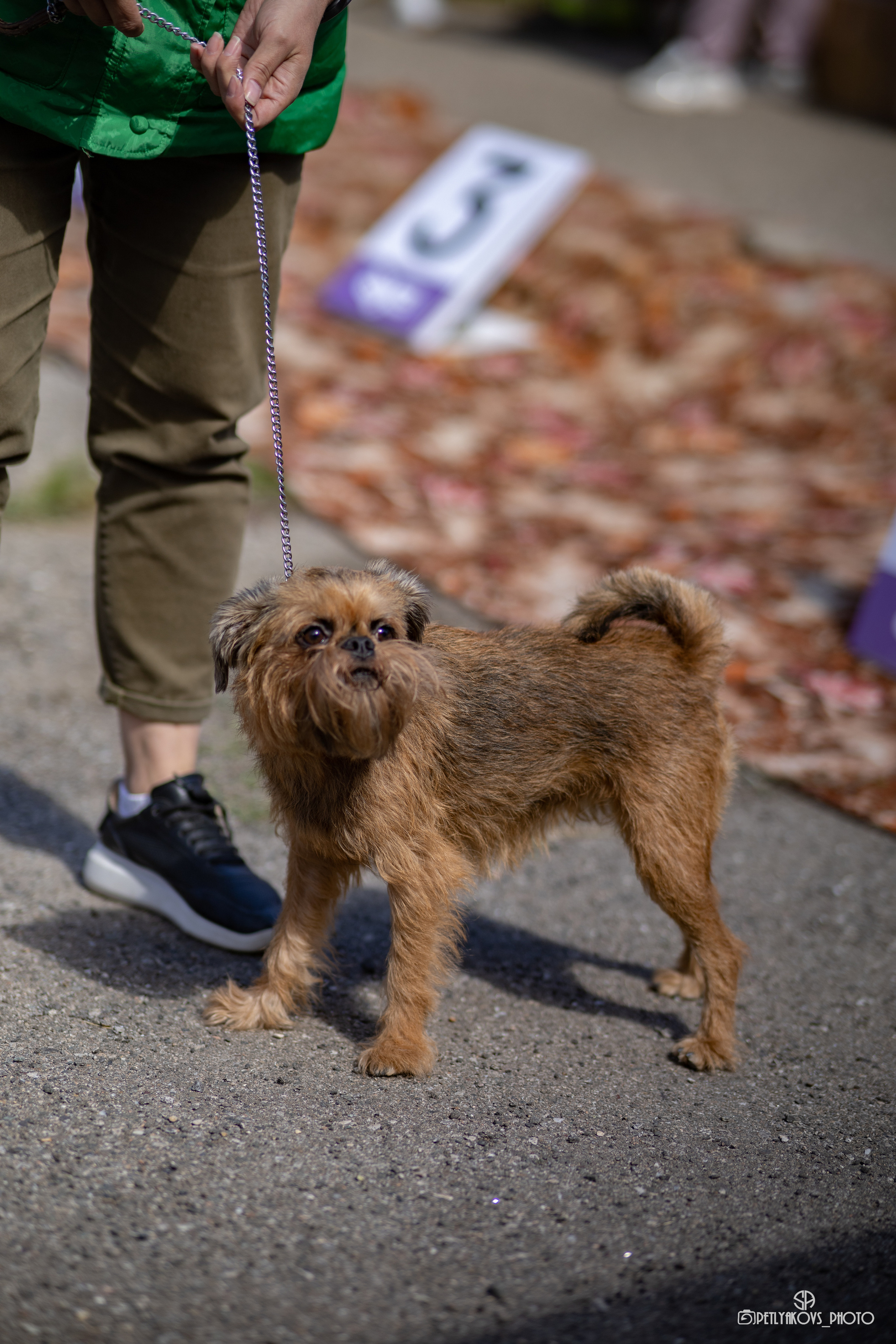 Репортаж с НАЦИОНАЛЬНАЯ ВЫСТАВКА СОБАК РАНГА САС — ЧФ. Фотограф, видеограф Пятигорск, Ставрополь, Ессентуки, Petlyakovs_photo