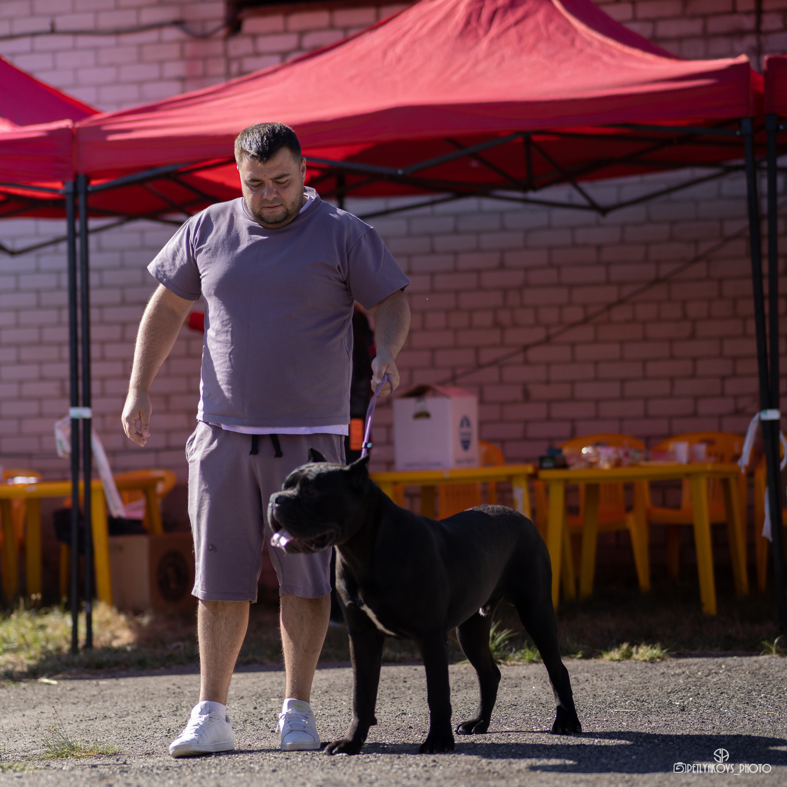 Репортаж с НАЦИОНАЛЬНАЯ ВЫСТАВКА СОБАК РАНГА САС — ЧФ. Фотограф, видеограф Пятигорск, Ставрополь, Ессентуки, Petlyakovs_photo