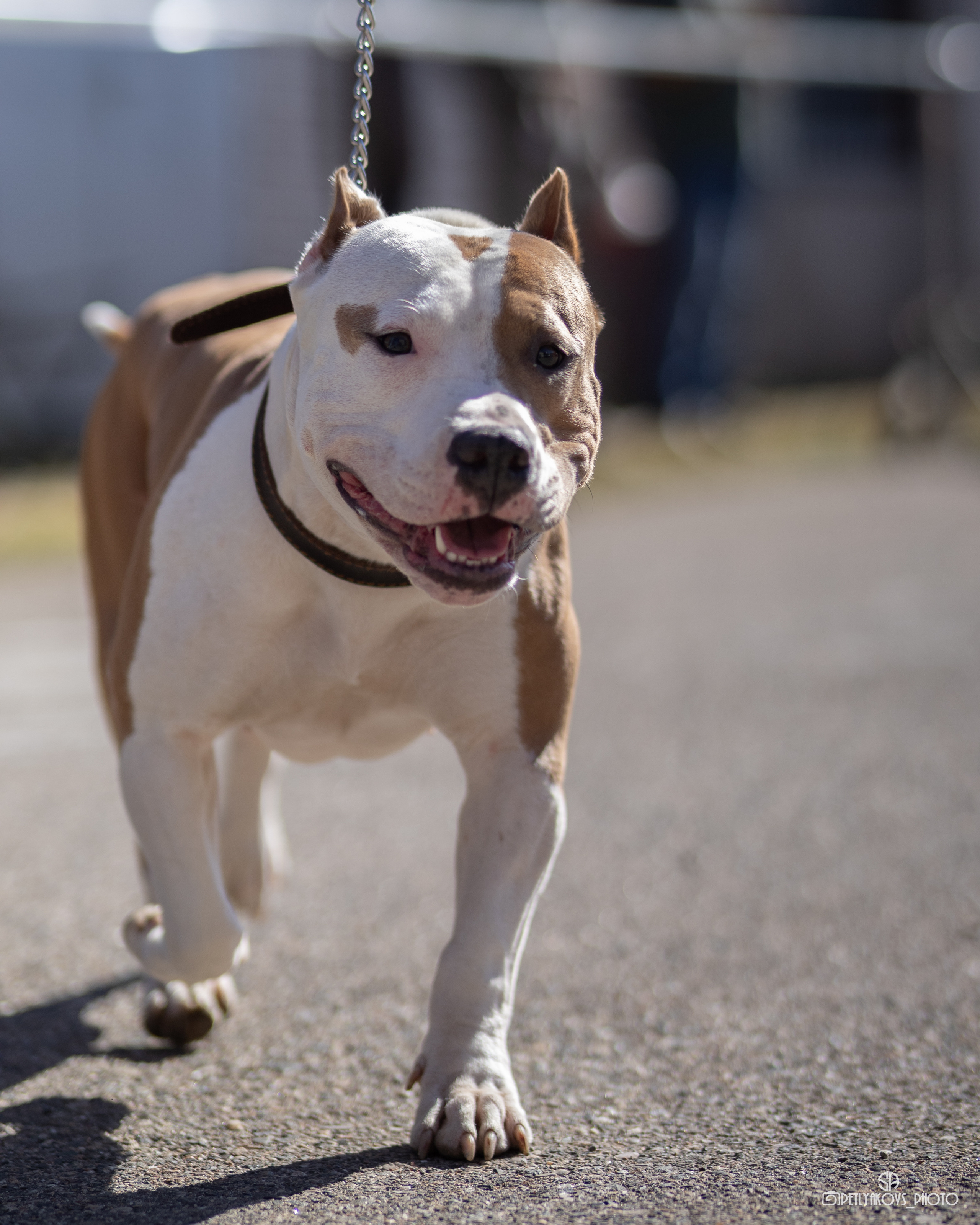 Репортаж с НАЦИОНАЛЬНАЯ ВЫСТАВКА СОБАК РАНГА САС — ЧФ. Фотограф, видеограф Пятигорск, Ставрополь, Ессентуки, Petlyakovs_photo