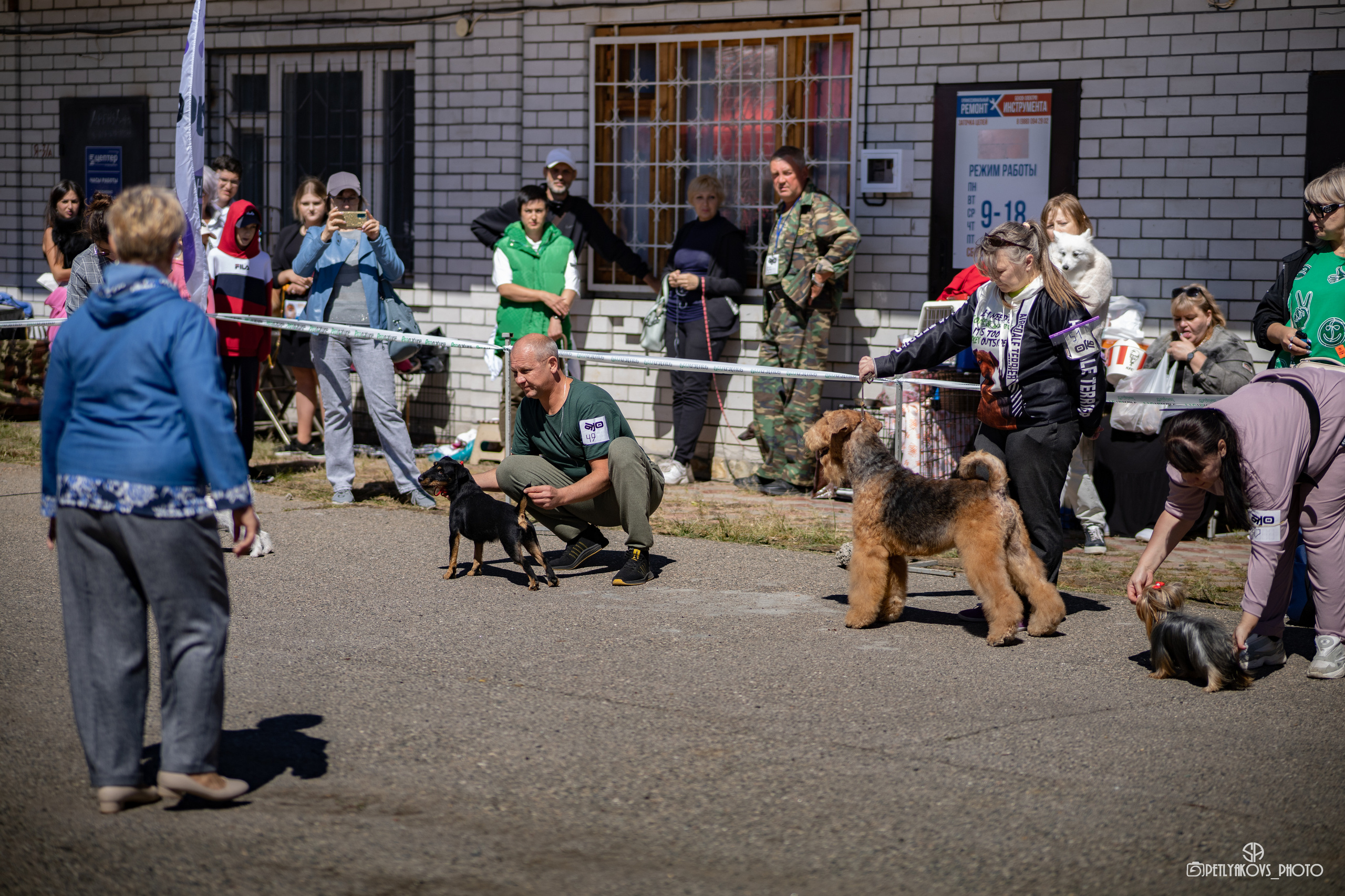 Репортаж с НАЦИОНАЛЬНАЯ ВЫСТАВКА СОБАК РАНГА САС — ЧФ. Фотограф, видеограф Пятигорск, Ставрополь, Ессентуки, Petlyakovs_photo