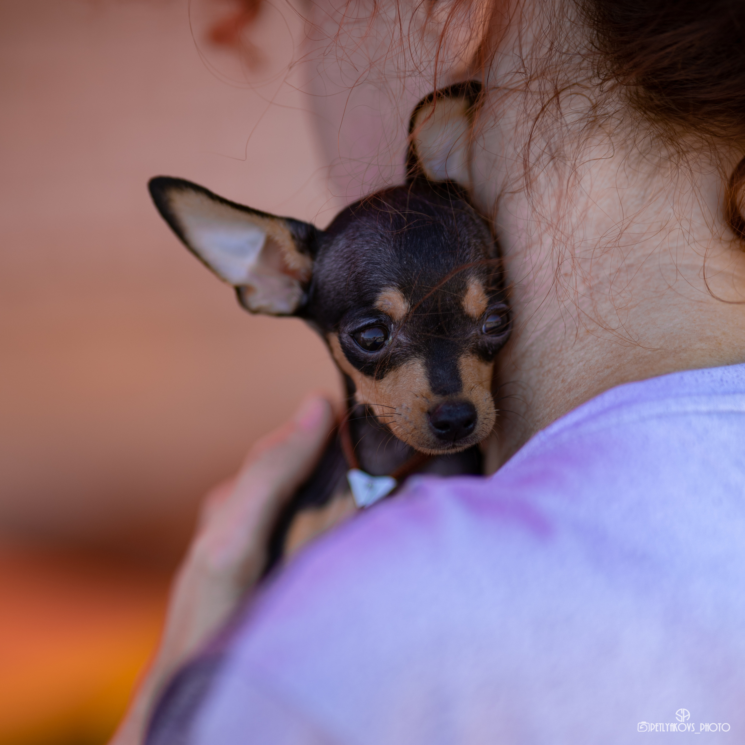 Репортаж с НАЦИОНАЛЬНАЯ ВЫСТАВКА СОБАК РАНГА САС — ЧФ. Фотограф, видеограф Пятигорск, Ставрополь, Ессентуки, Petlyakovs_photo