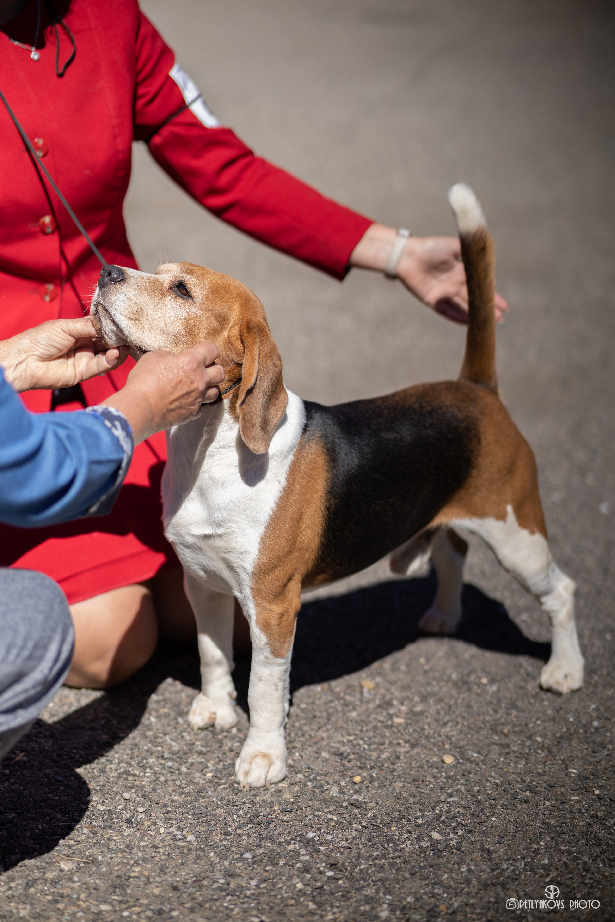 Репортаж с НАЦИОНАЛЬНАЯ ВЫСТАВКА СОБАК РАНГА САС — ЧФ. Фотограф, видеограф Пятигорск, Ставрополь, Ессентуки, Petlyakovs_photo