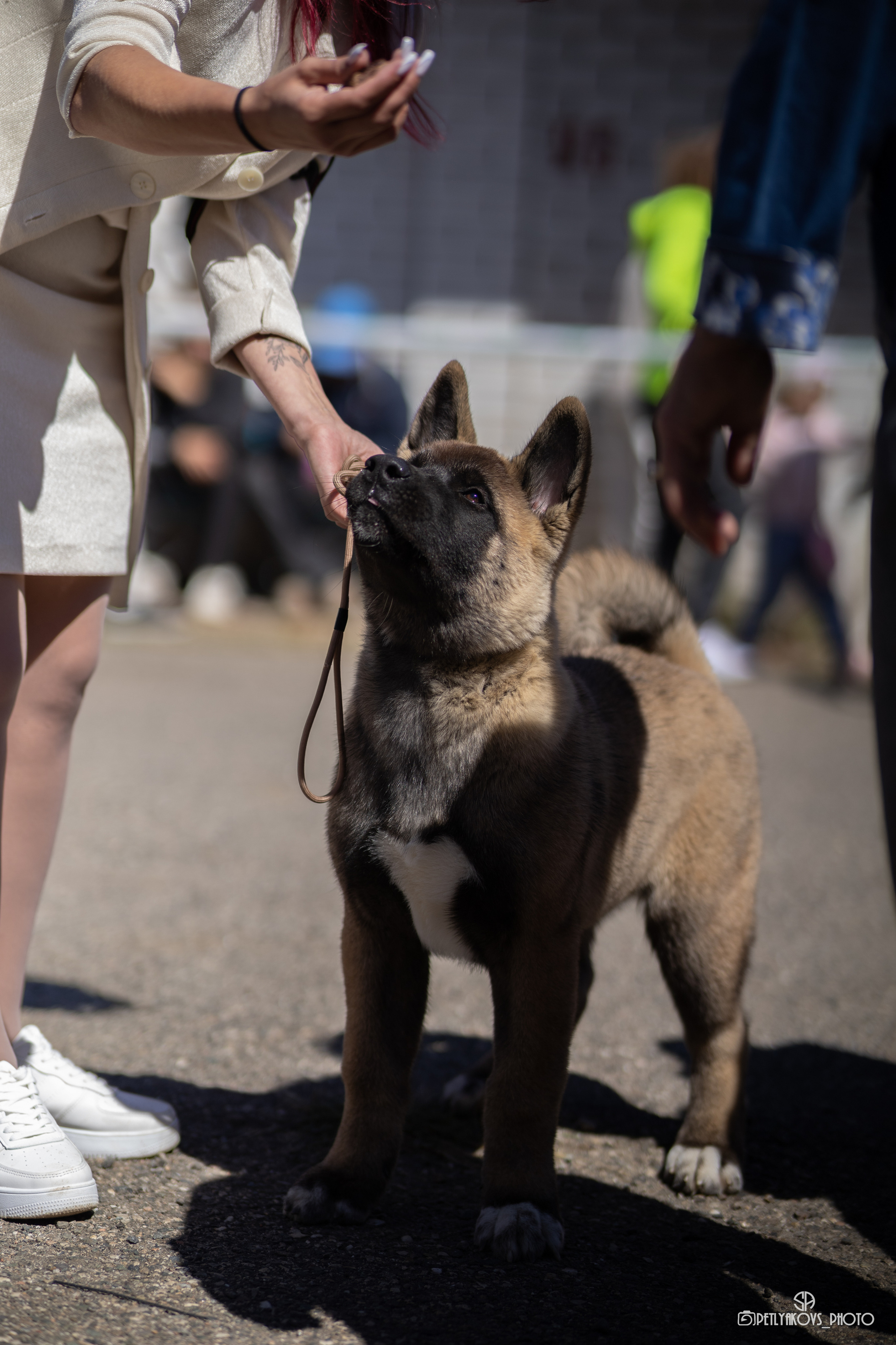 Репортаж с НАЦИОНАЛЬНАЯ ВЫСТАВКА СОБАК РАНГА САС — ЧФ. Фотограф, видеограф Пятигорск, Ставрополь, Ессентуки, Petlyakovs_photo