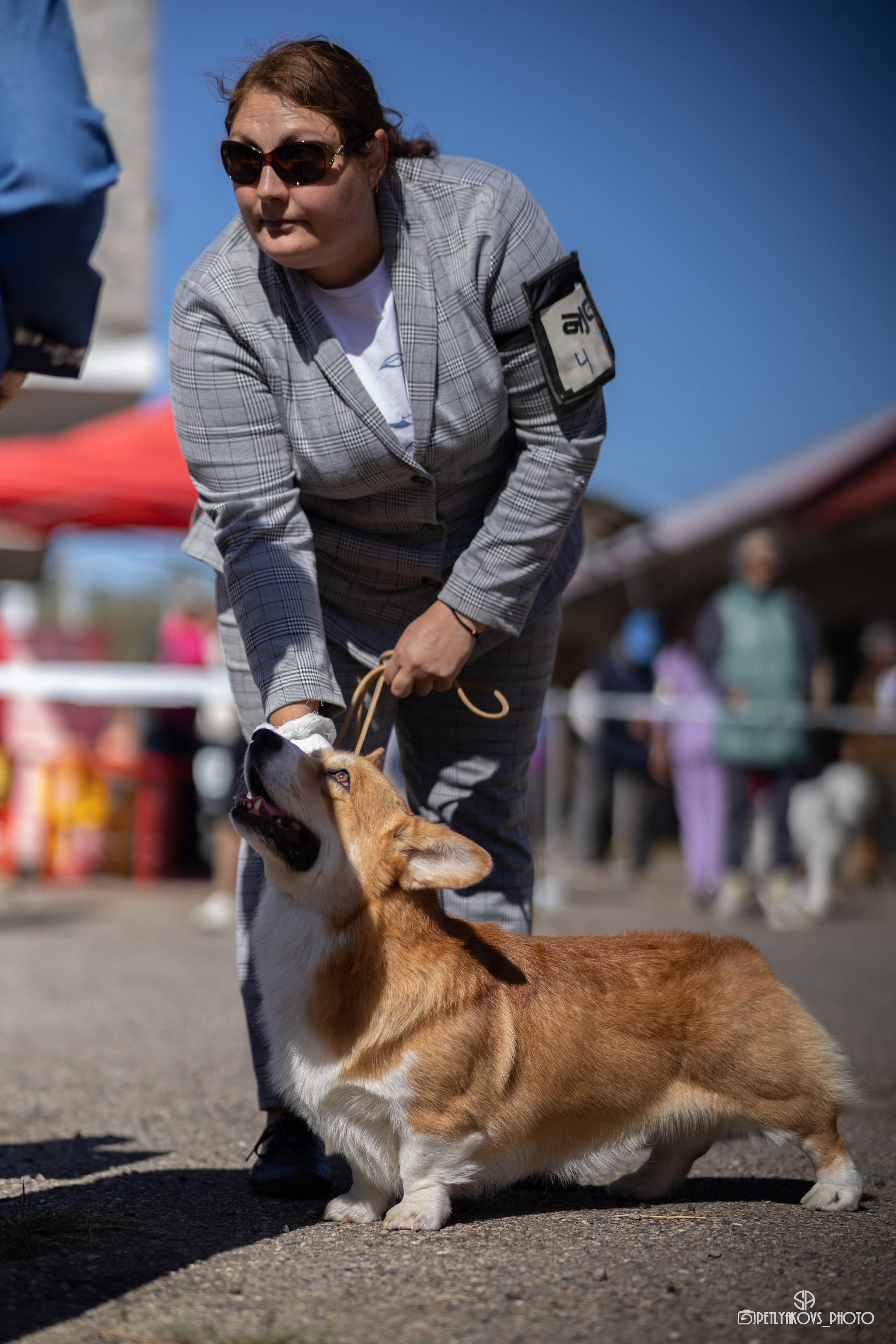 Репортаж с НАЦИОНАЛЬНАЯ ВЫСТАВКА СОБАК РАНГА САС — ЧФ. Фотограф, видеограф Пятигорск, Ставрополь, Ессентуки, Petlyakovs_photo