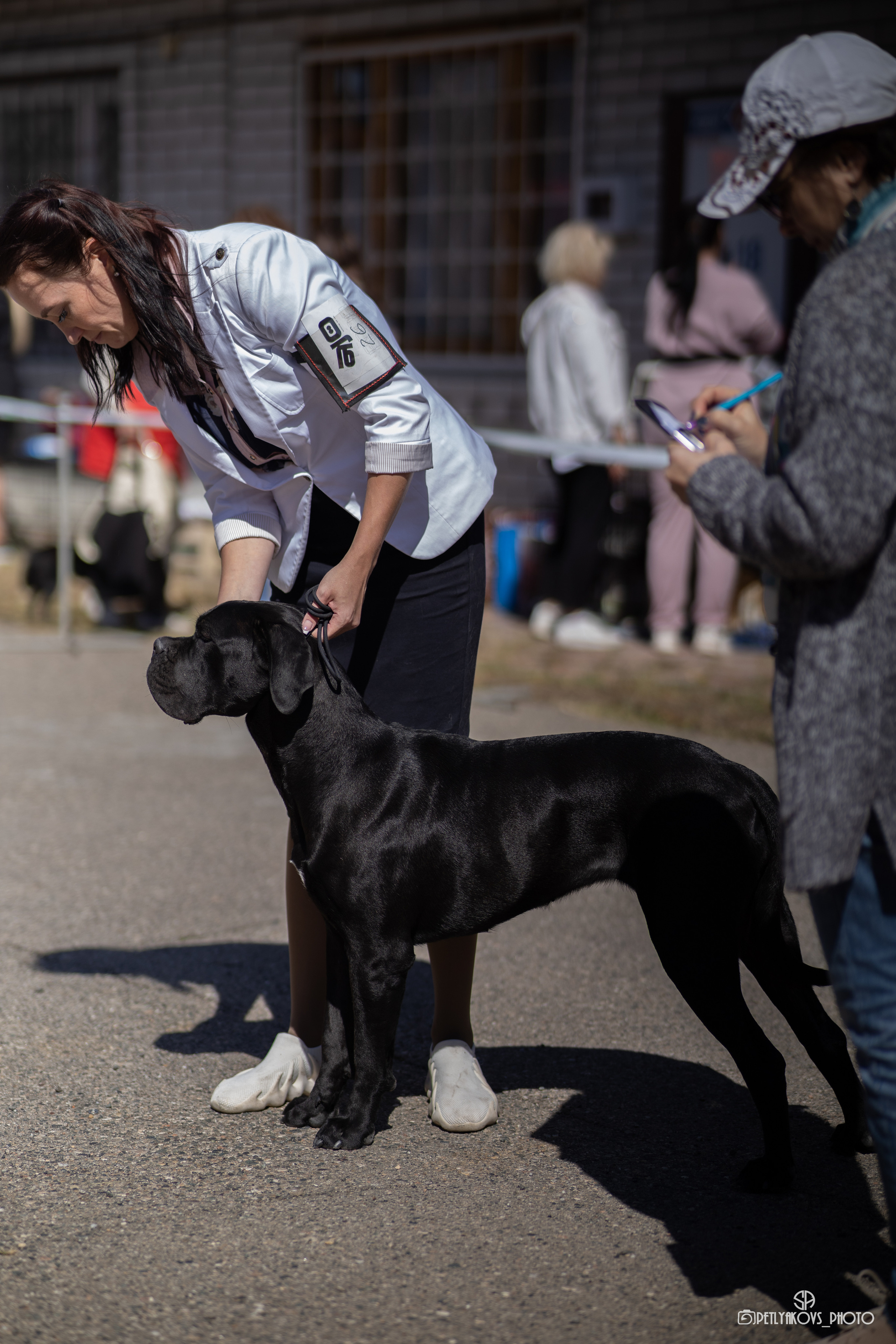Репортаж с НАЦИОНАЛЬНАЯ ВЫСТАВКА СОБАК РАНГА САС — ЧФ. Фотограф, видеограф Пятигорск, Ставрополь, Ессентуки, Petlyakovs_photo