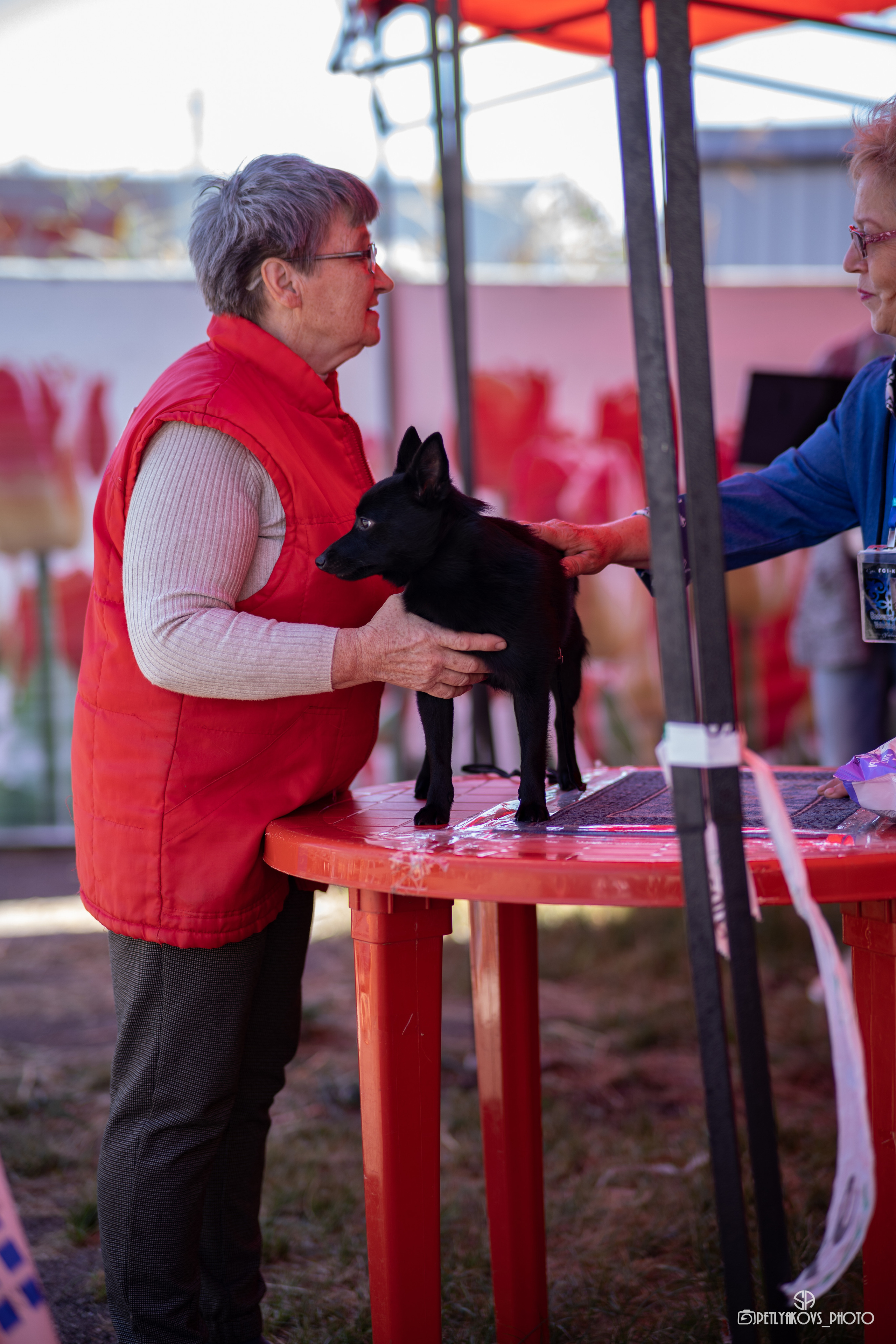 Репортаж с НАЦИОНАЛЬНАЯ ВЫСТАВКА СОБАК РАНГА САС — ЧФ. Фотограф, видеограф Пятигорск, Ставрополь, Ессентуки, Petlyakovs_photo