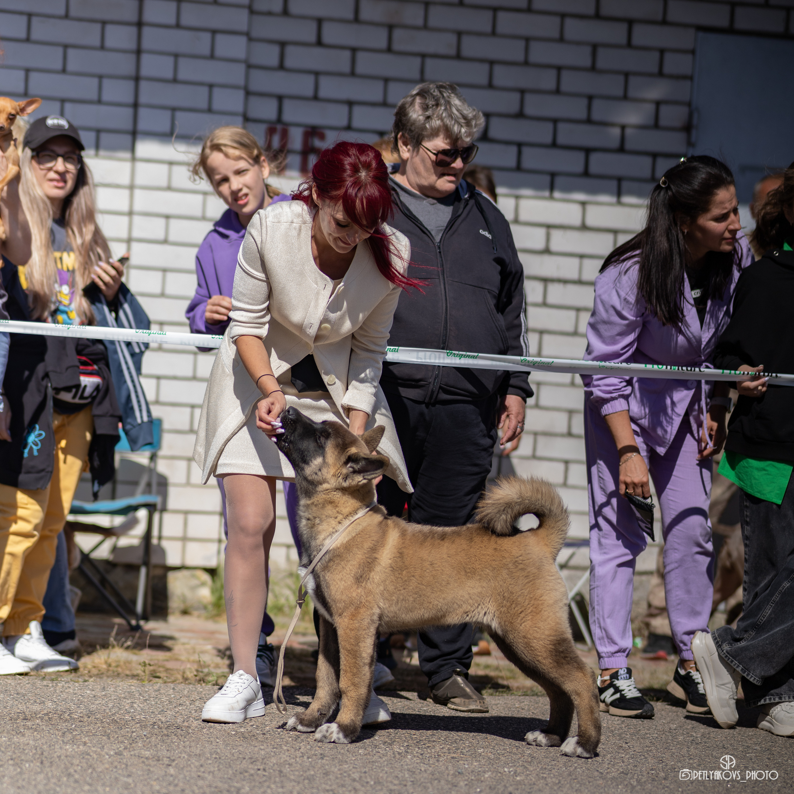 Репортаж с НАЦИОНАЛЬНАЯ ВЫСТАВКА СОБАК РАНГА САС — ЧФ. Фотограф, видеограф Пятигорск, Ставрополь, Ессентуки, Petlyakovs_photo