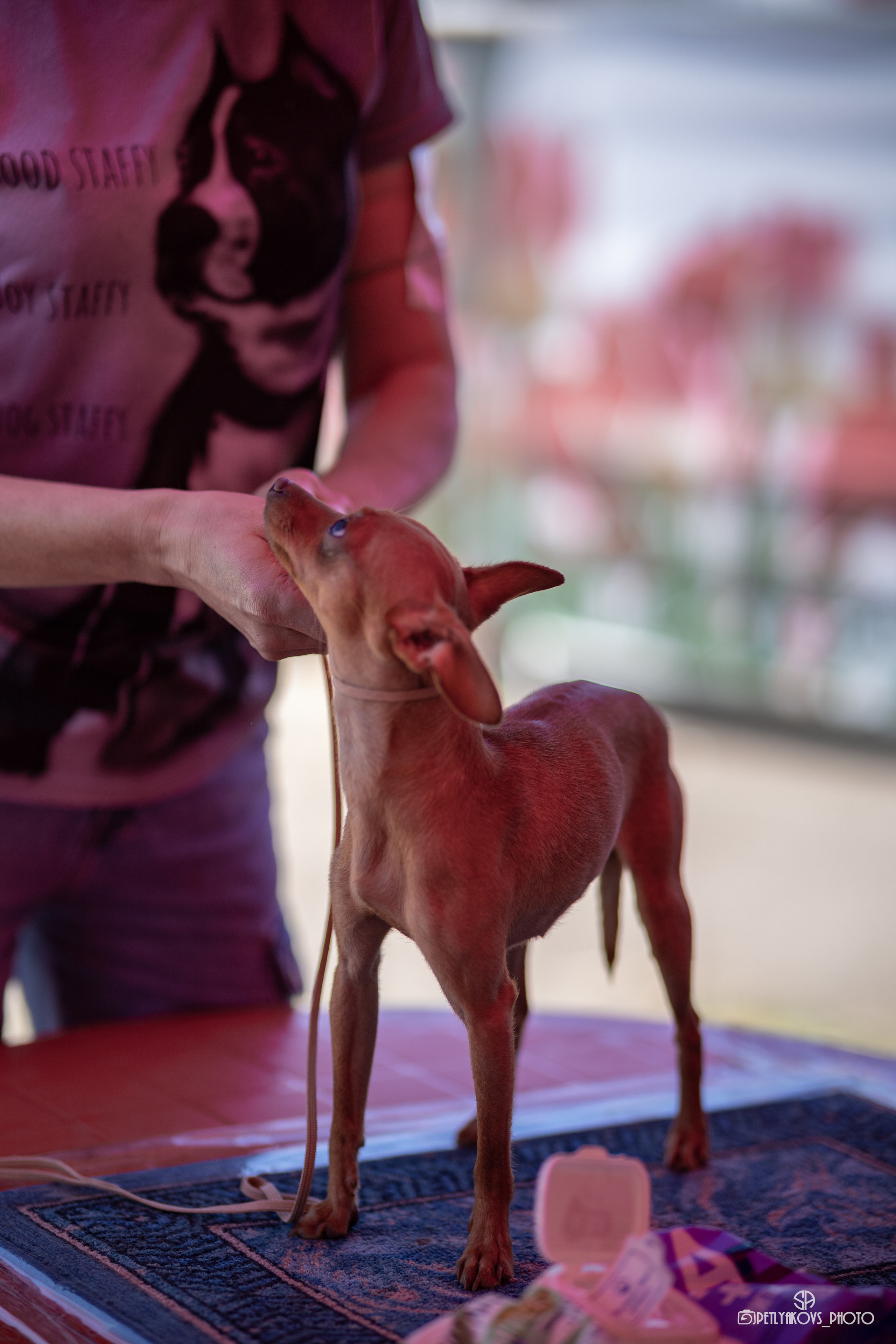 Репортаж с НАЦИОНАЛЬНАЯ ВЫСТАВКА СОБАК РАНГА САС — ЧФ. Фотограф, видеограф Пятигорск, Ставрополь, Ессентуки, Petlyakovs_photo