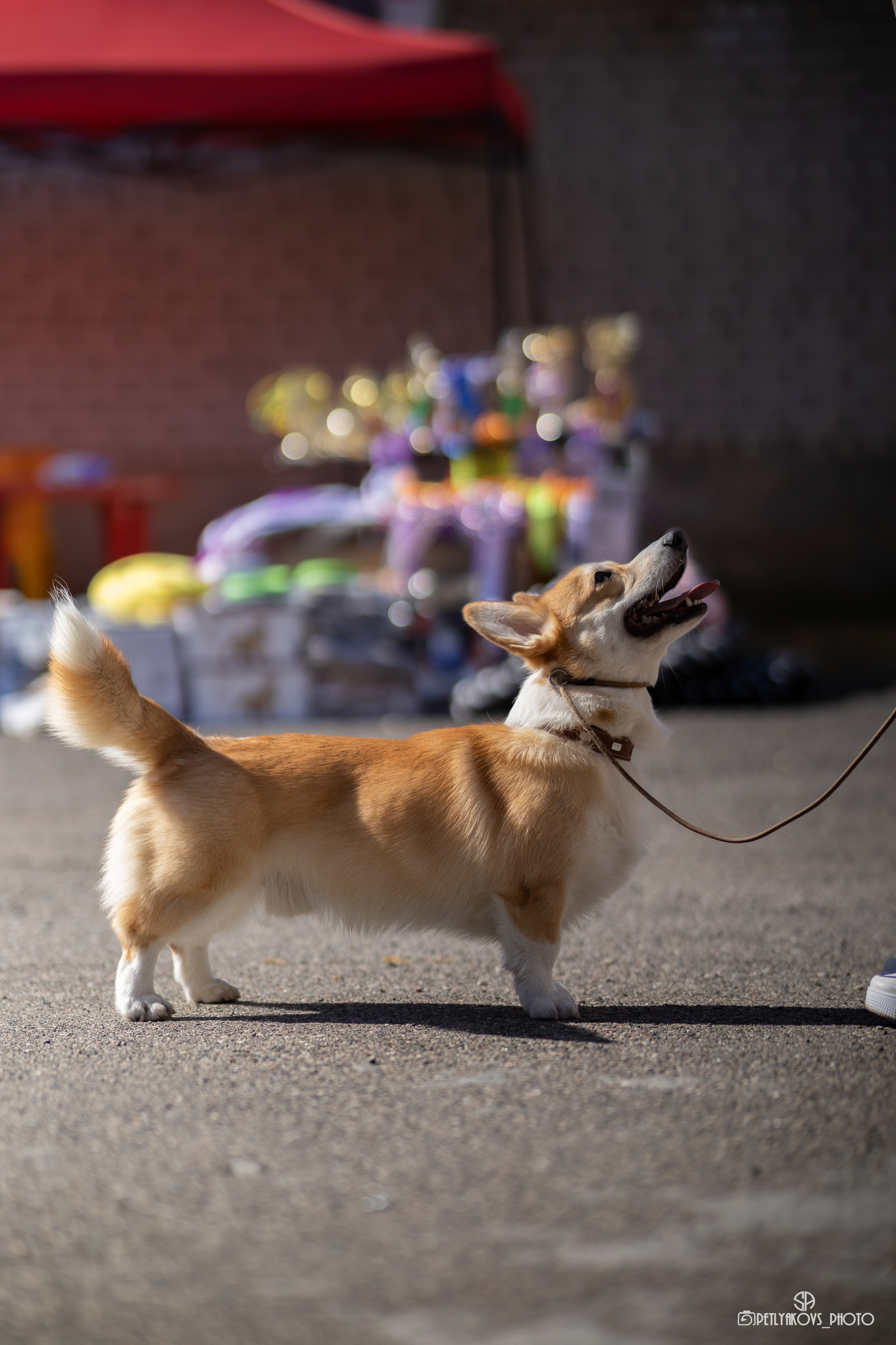Репортаж с НАЦИОНАЛЬНАЯ ВЫСТАВКА СОБАК РАНГА САС — ЧФ. Фотограф, видеограф Пятигорск, Ставрополь, Ессентуки, Petlyakovs_photo