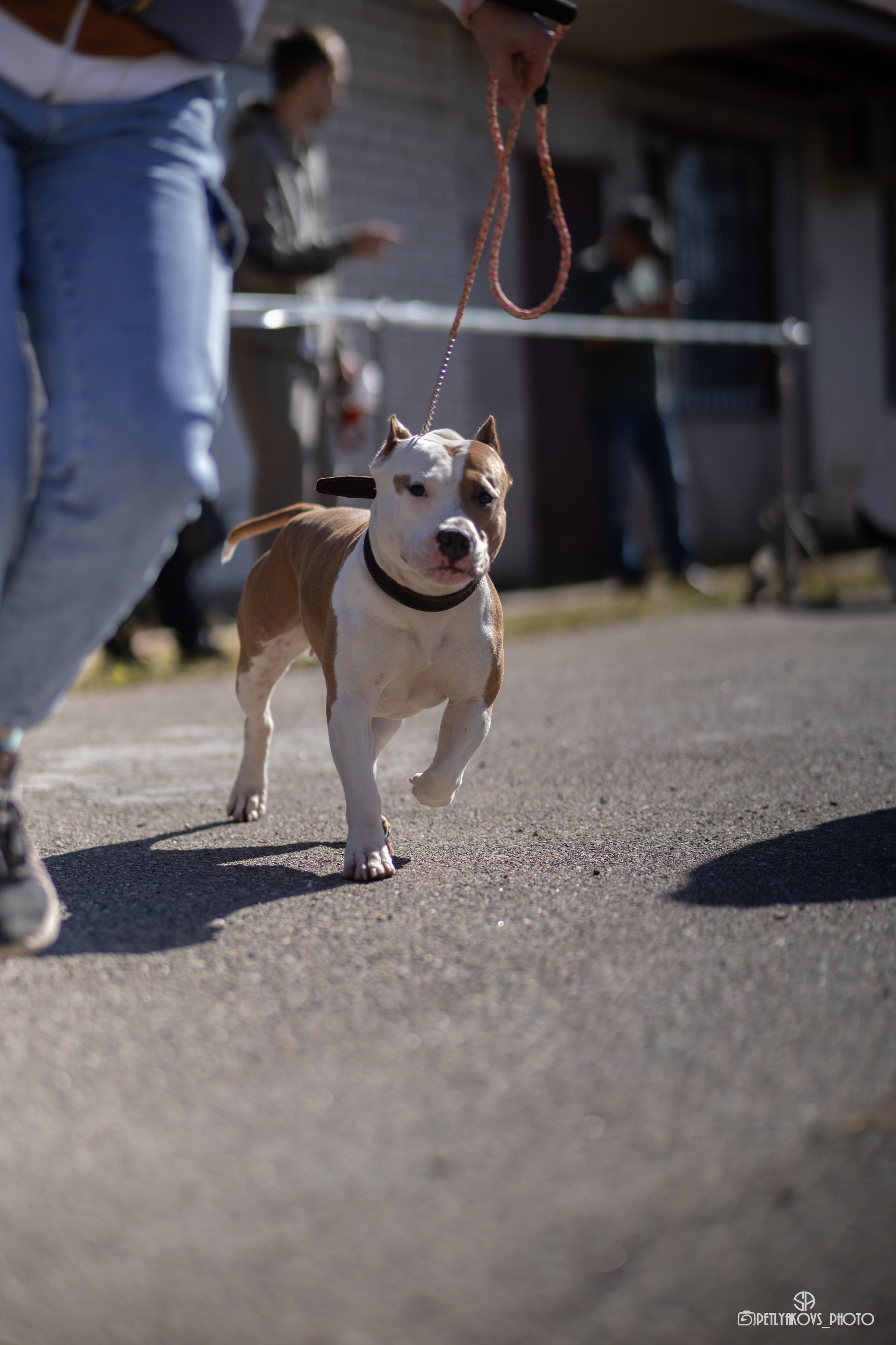 Репортаж с НАЦИОНАЛЬНАЯ ВЫСТАВКА СОБАК РАНГА САС — ЧФ. Фотограф, видеограф Пятигорск, Ставрополь, Ессентуки, Petlyakovs_photo